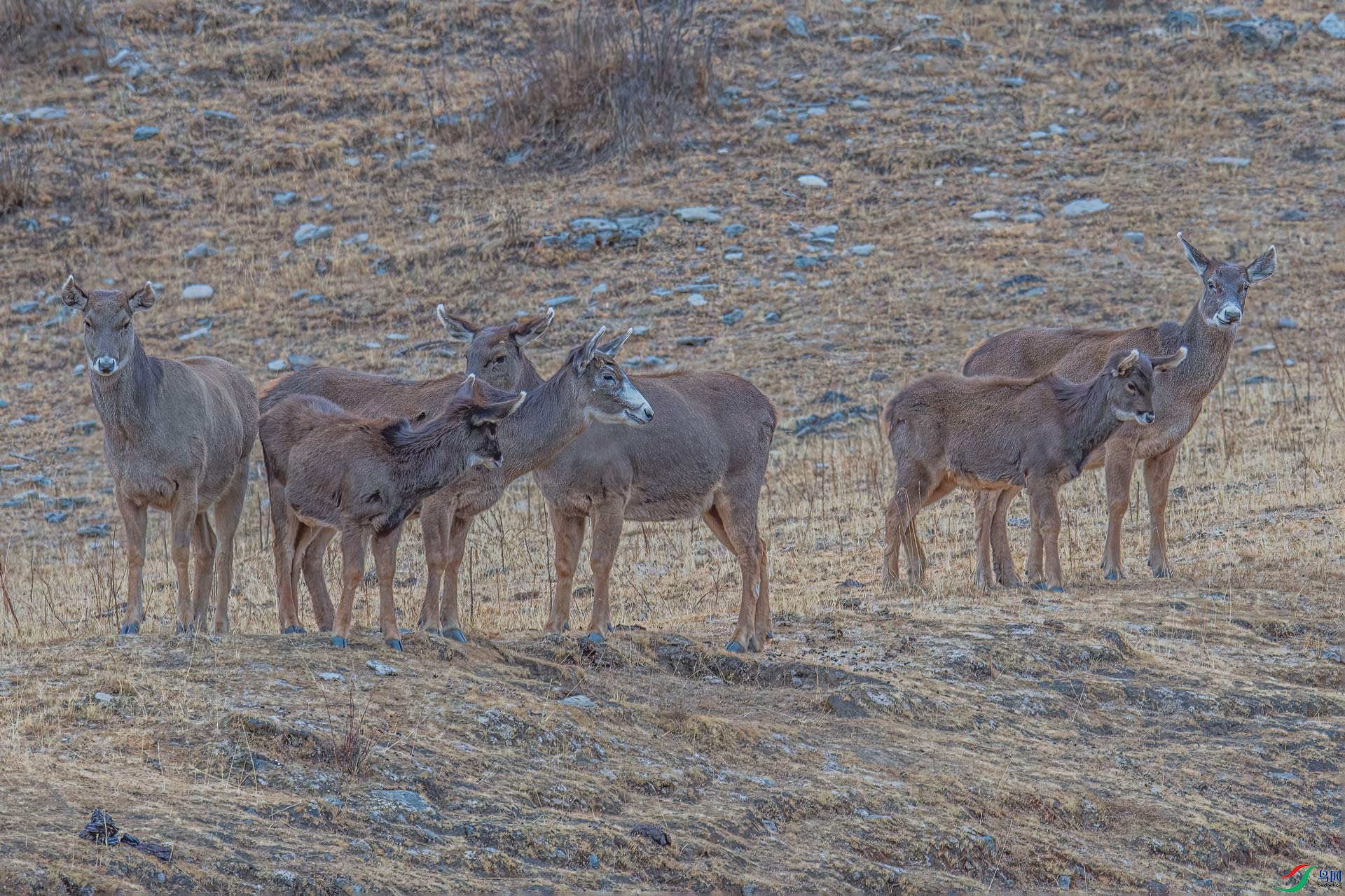 DSC_9756-500.jpg