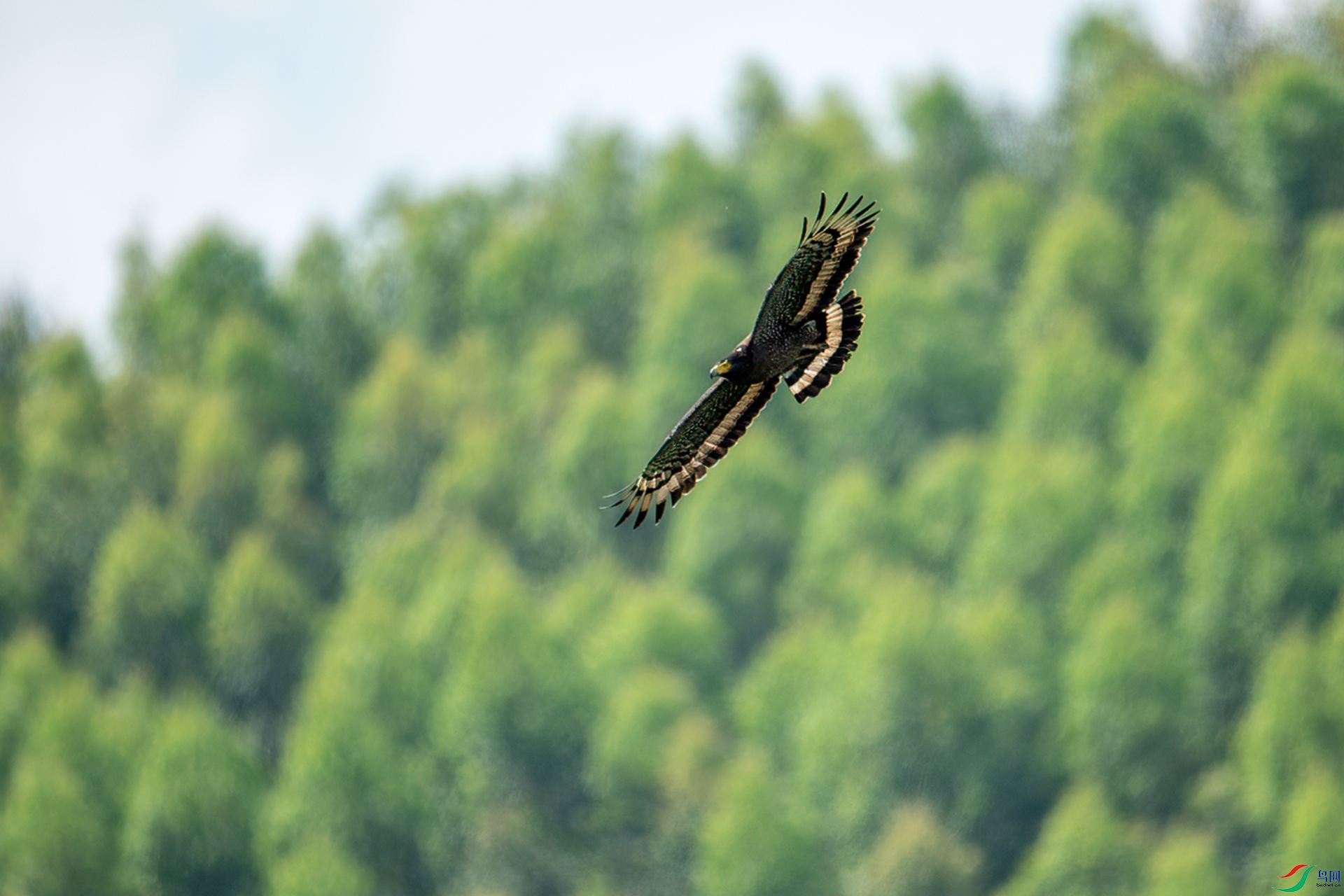 DSC_7698-1.jpg
