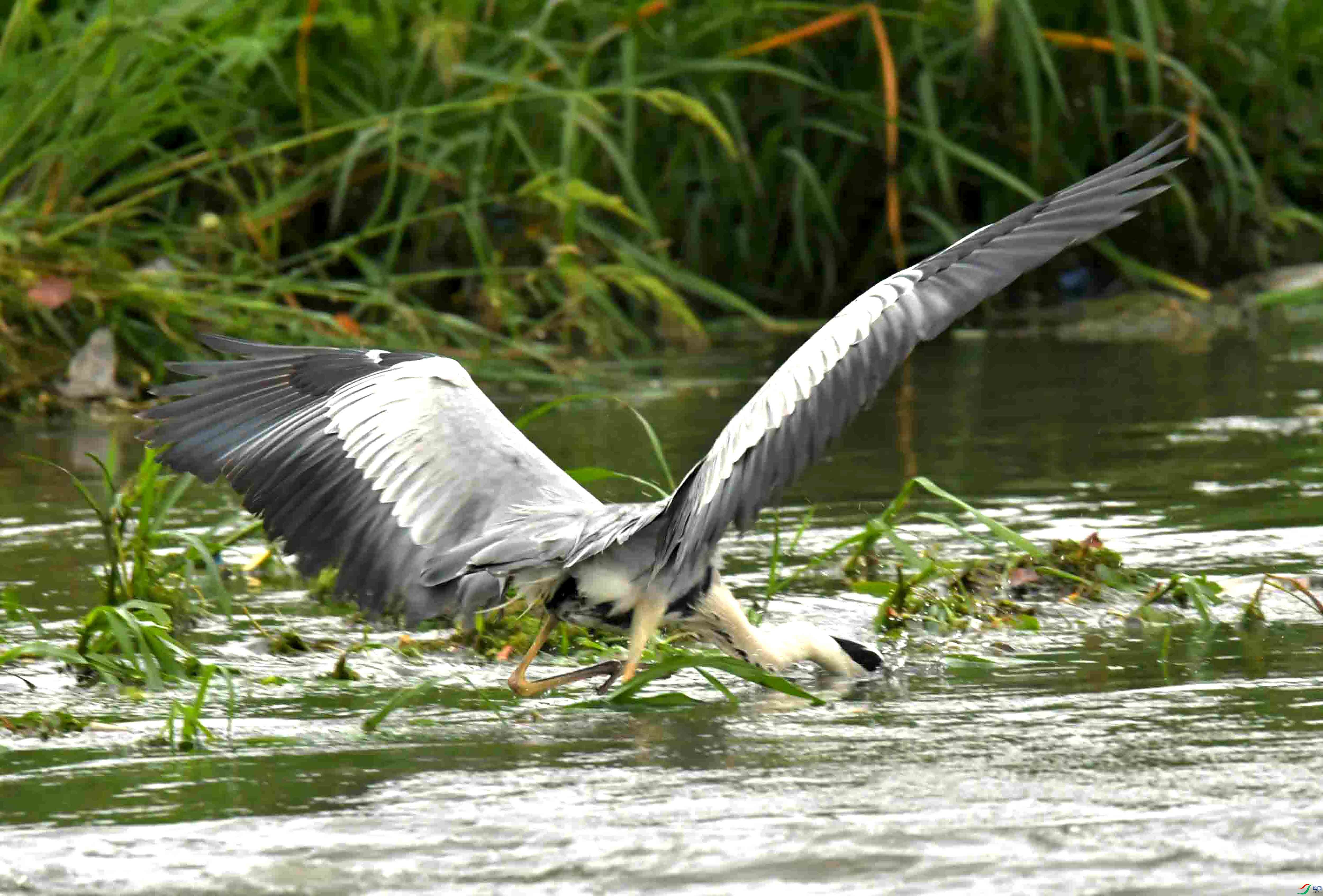 DSC_1549.JPG