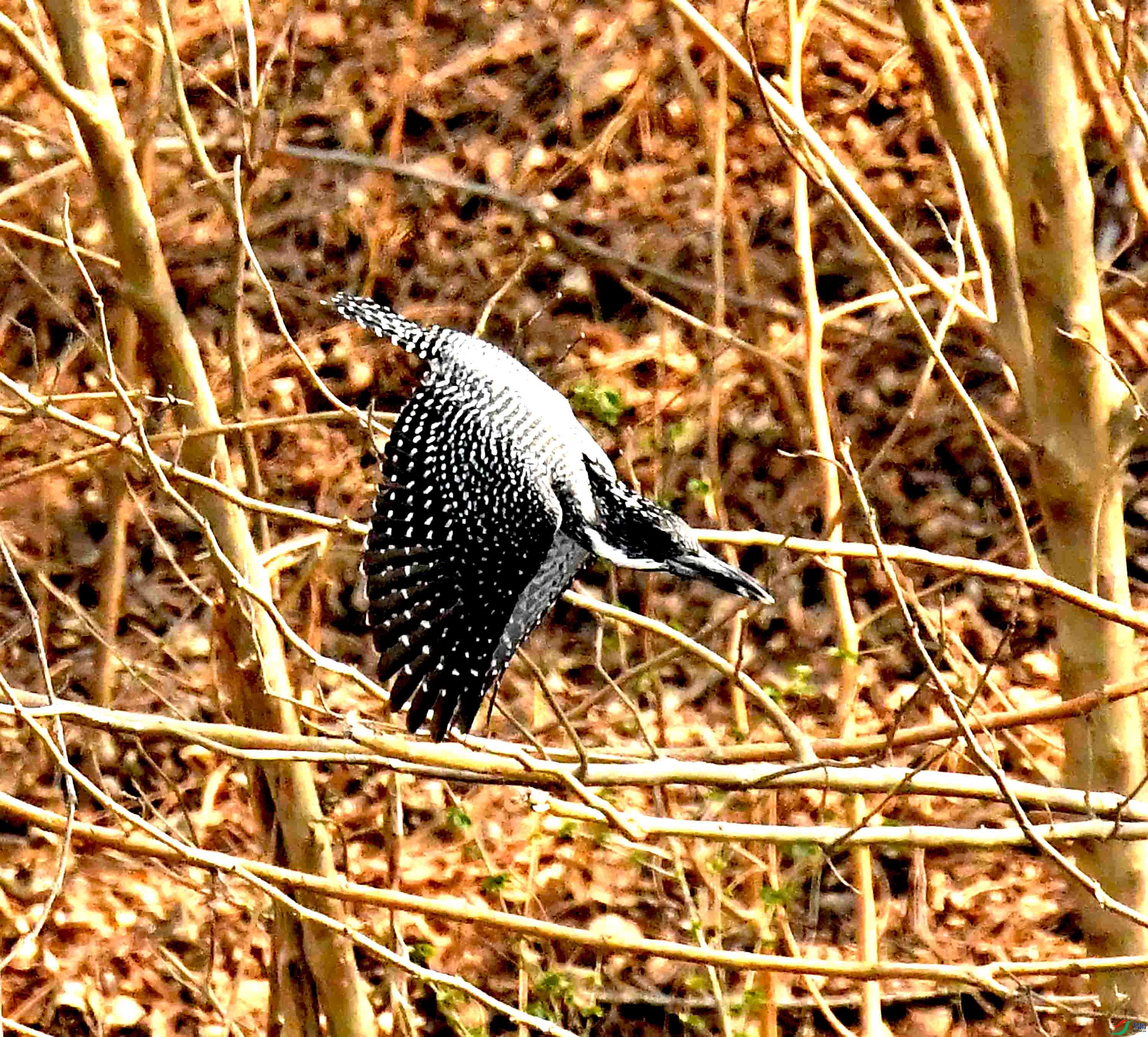 DSC_2438.JPG