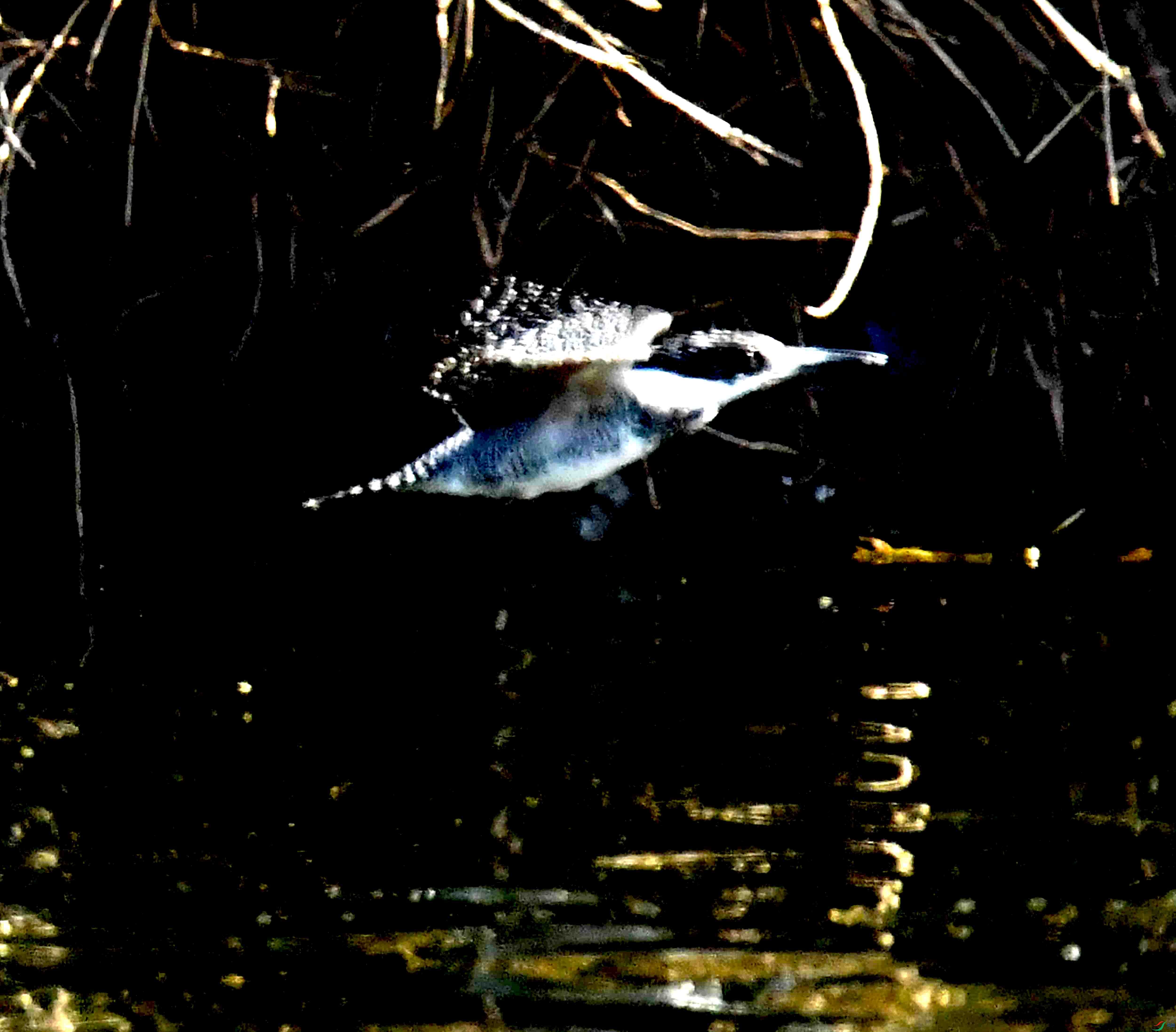 DSC_3493.JPG