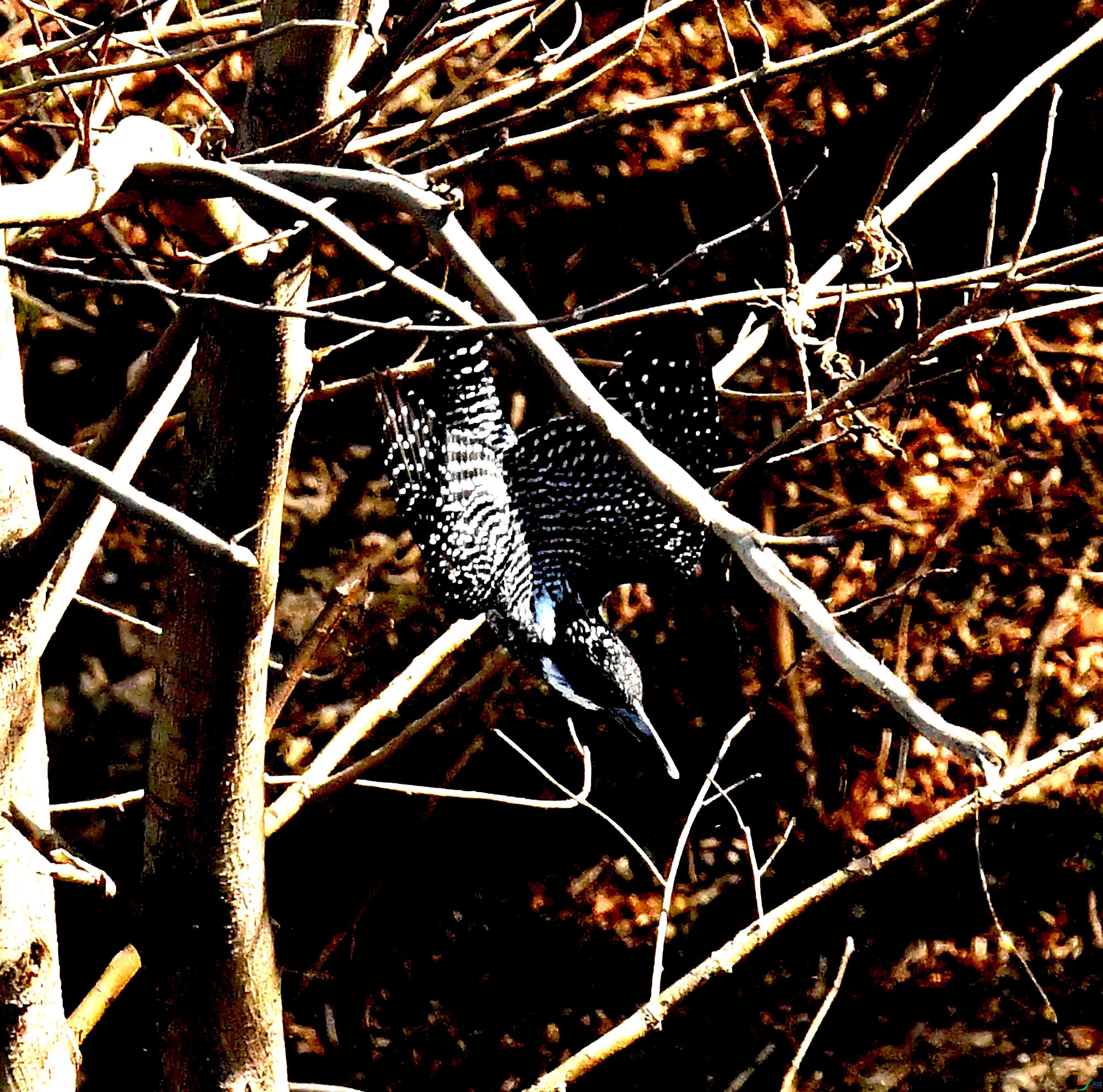 DSC_3487.JPG