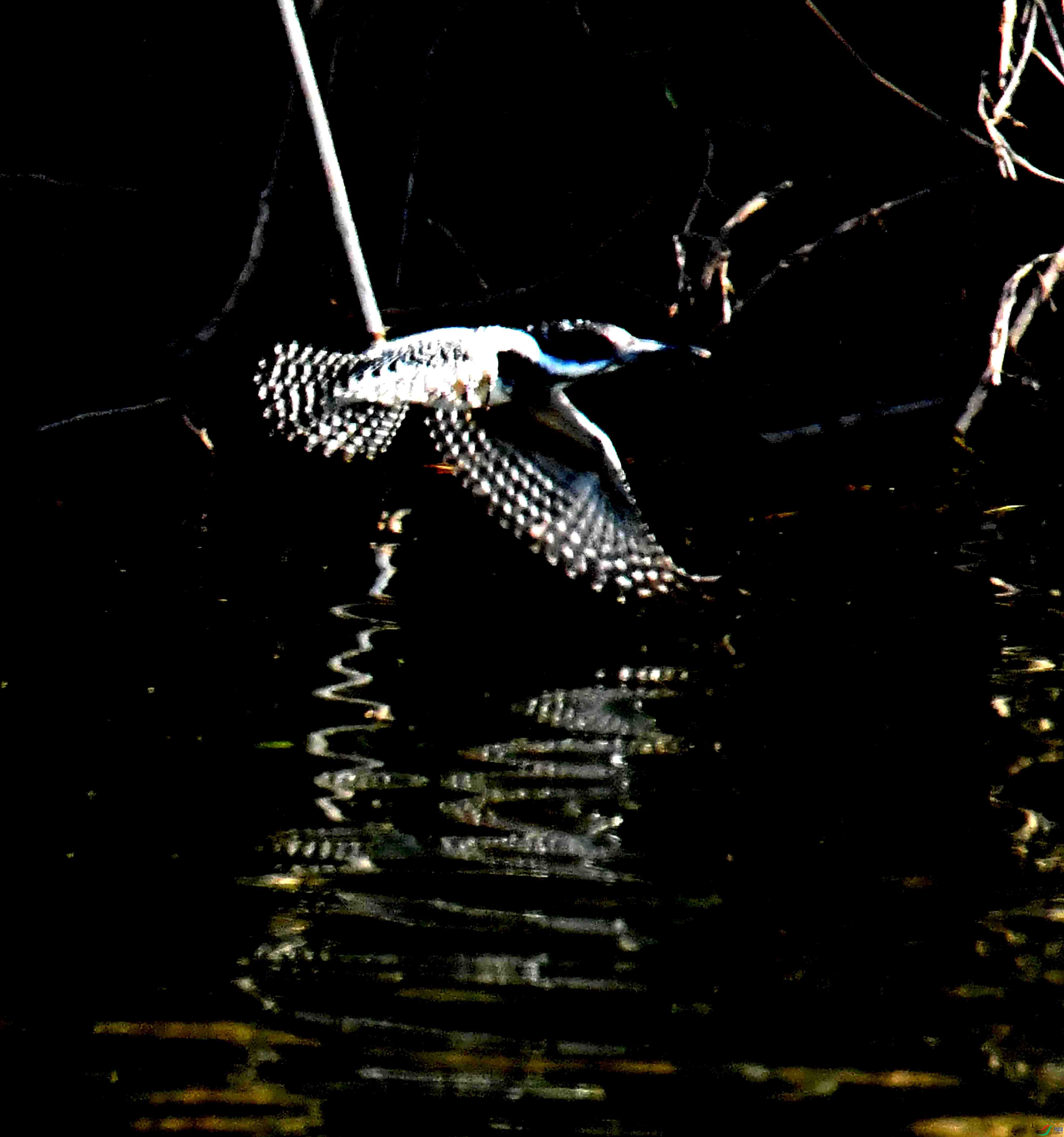 DSC_3489.JPG