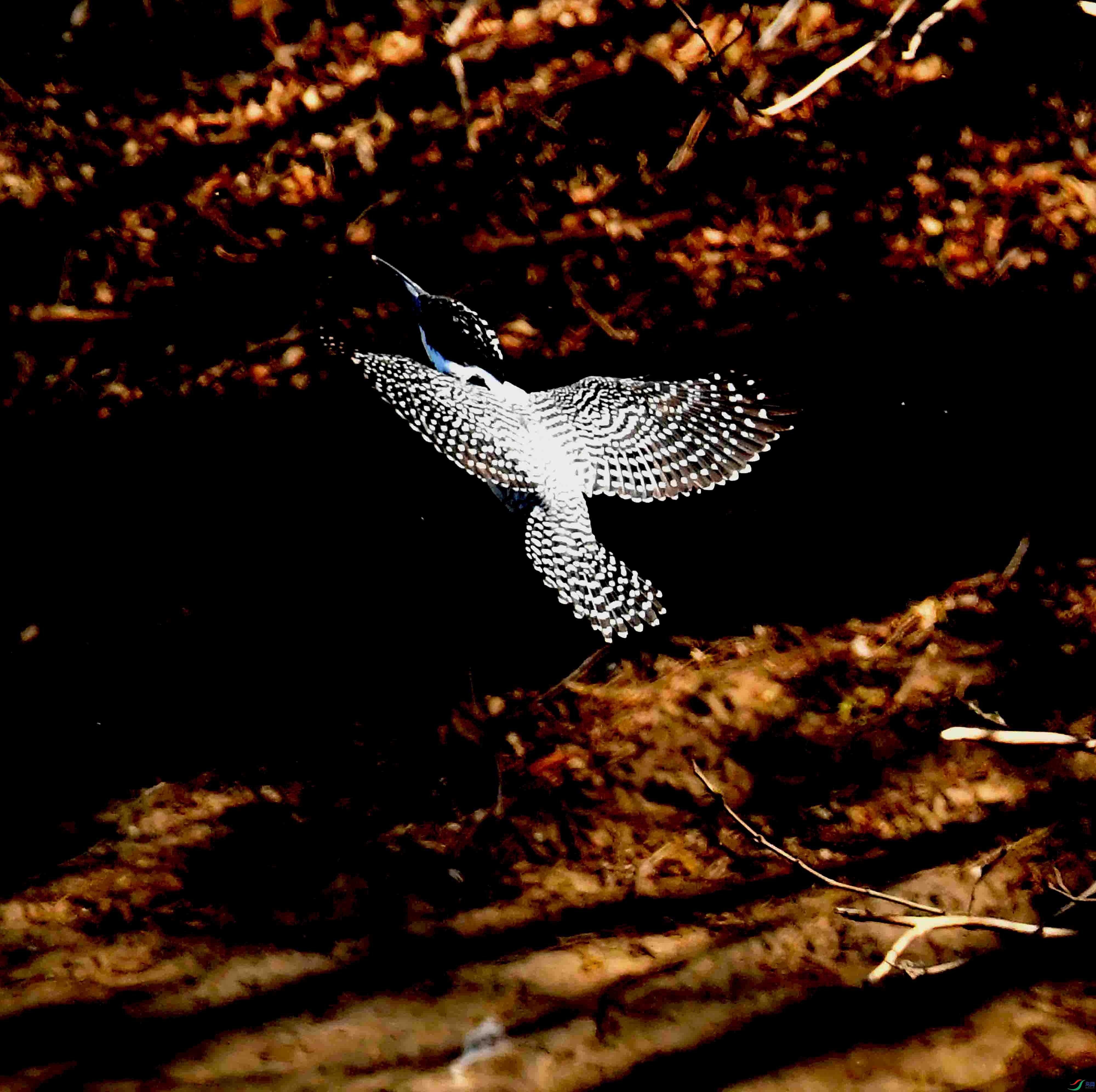 DSC_3501.JPG