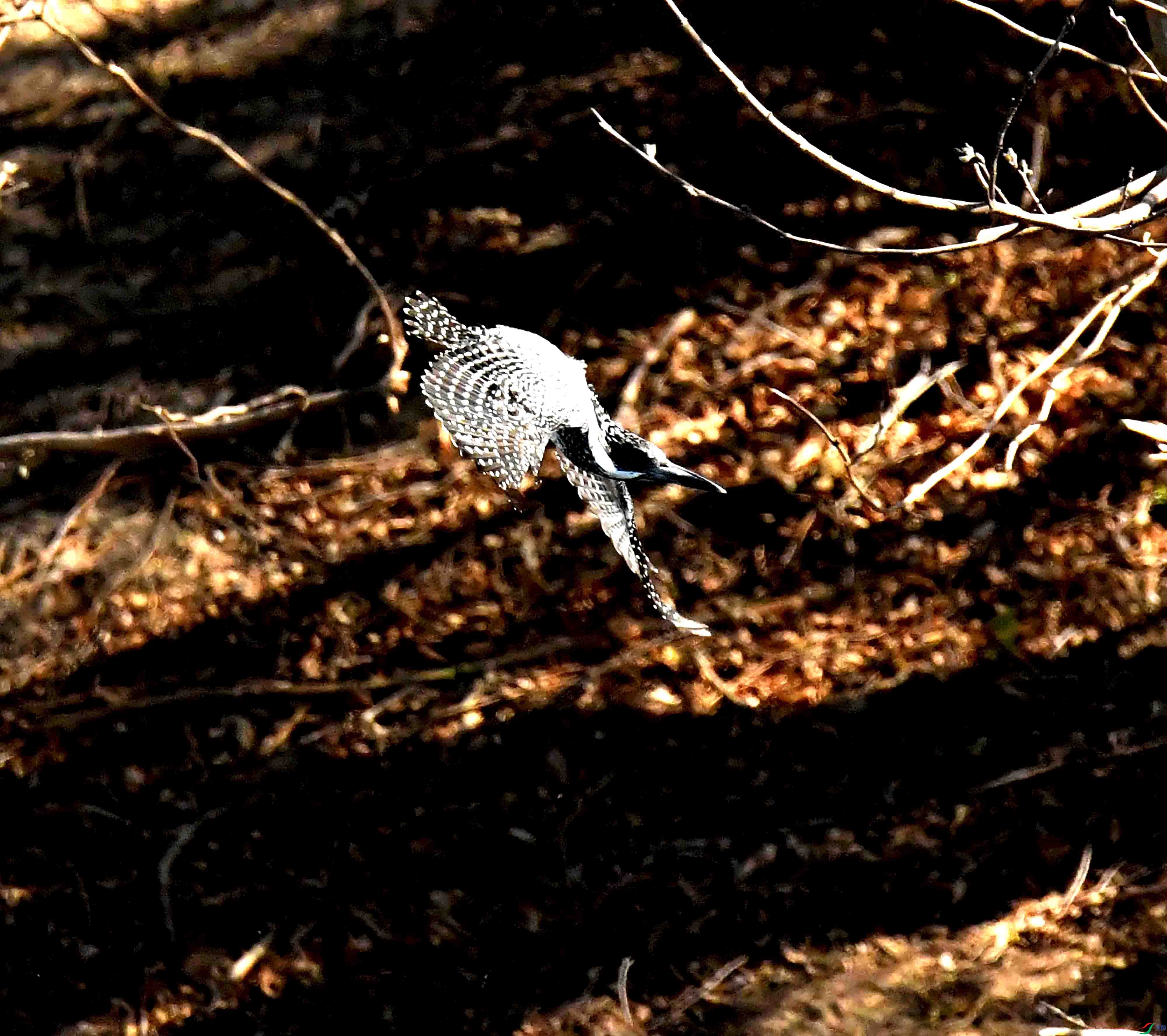 DSC_3504.JPG