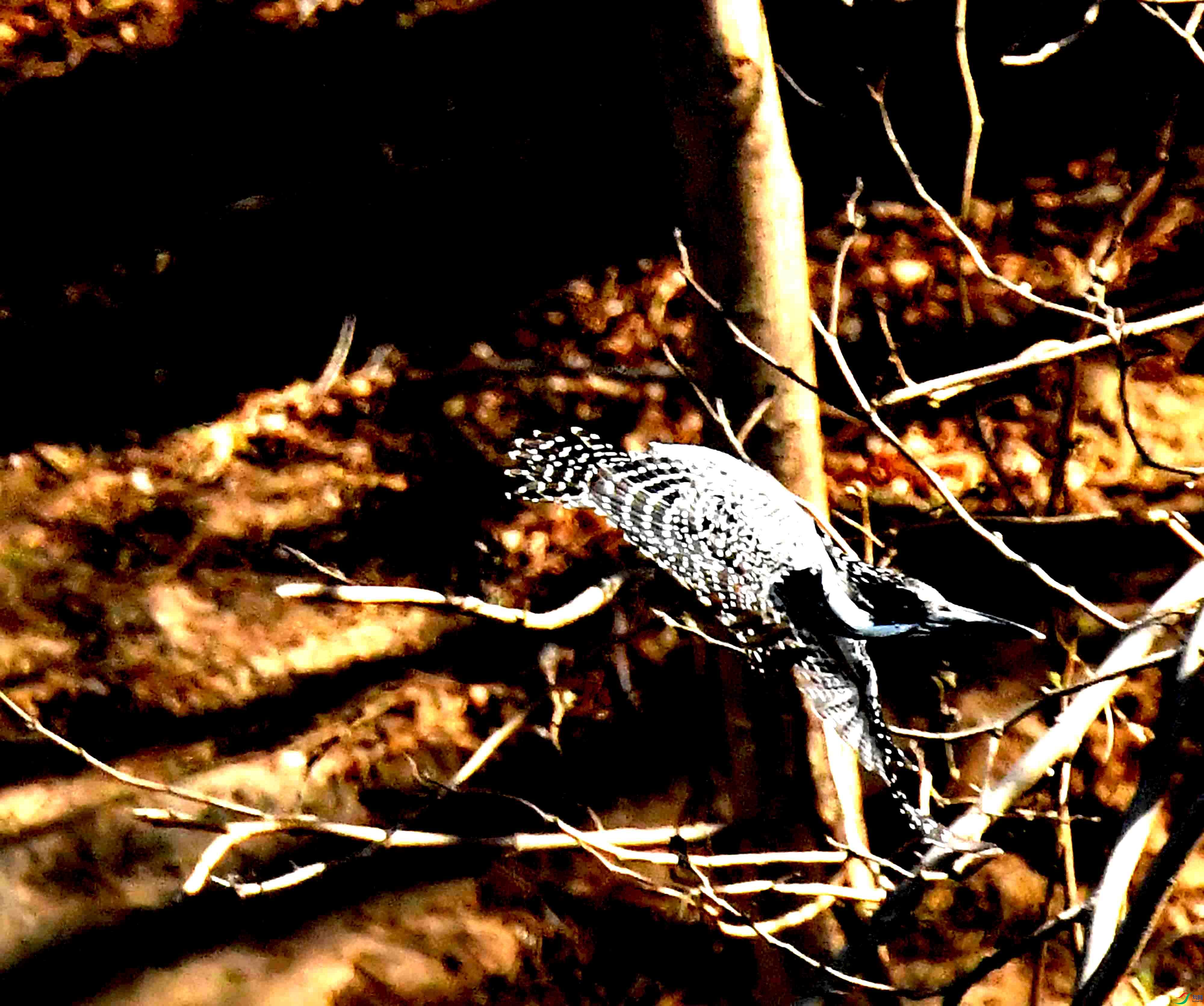 DSC_3505.JPG