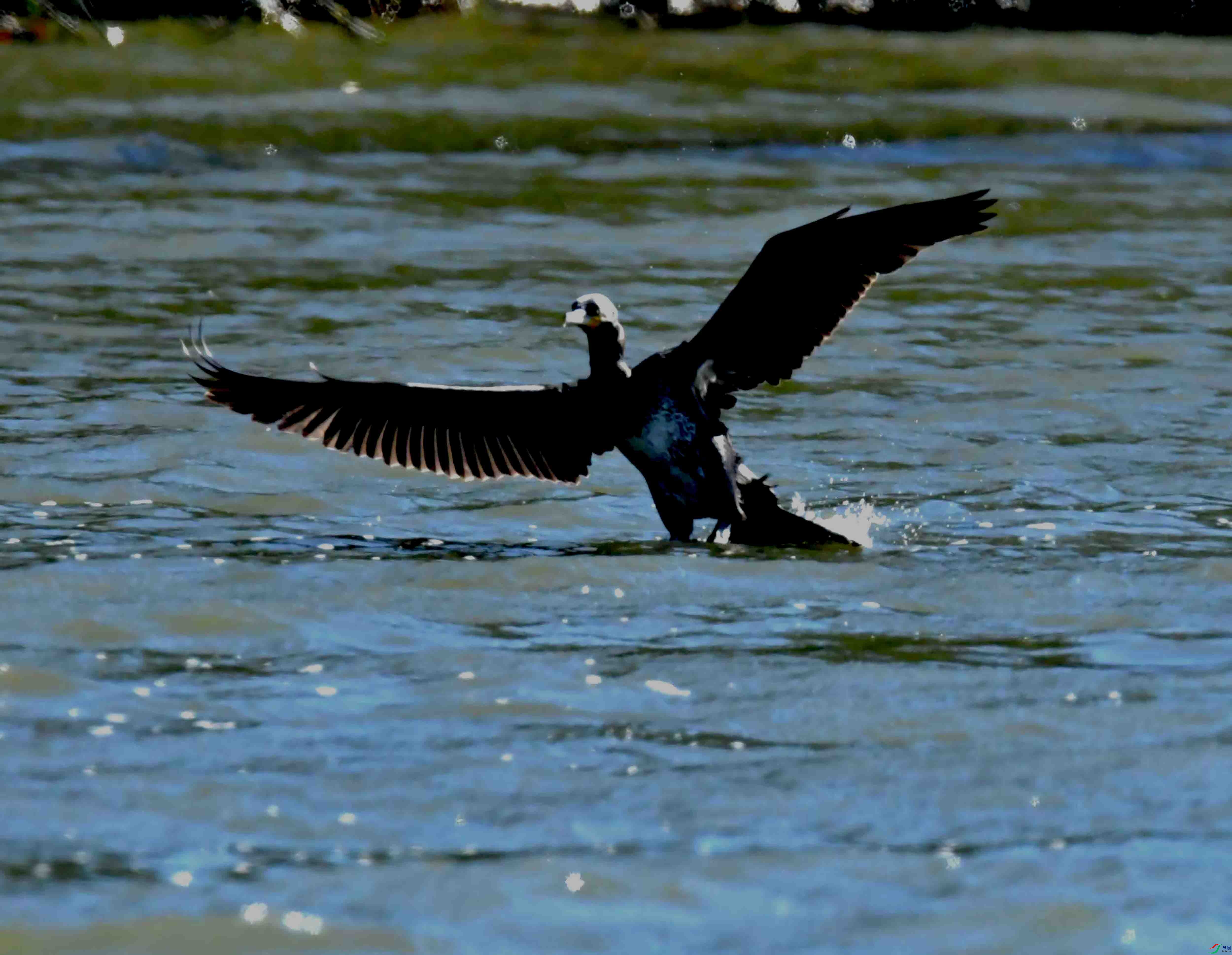 DSC_5016.JPG