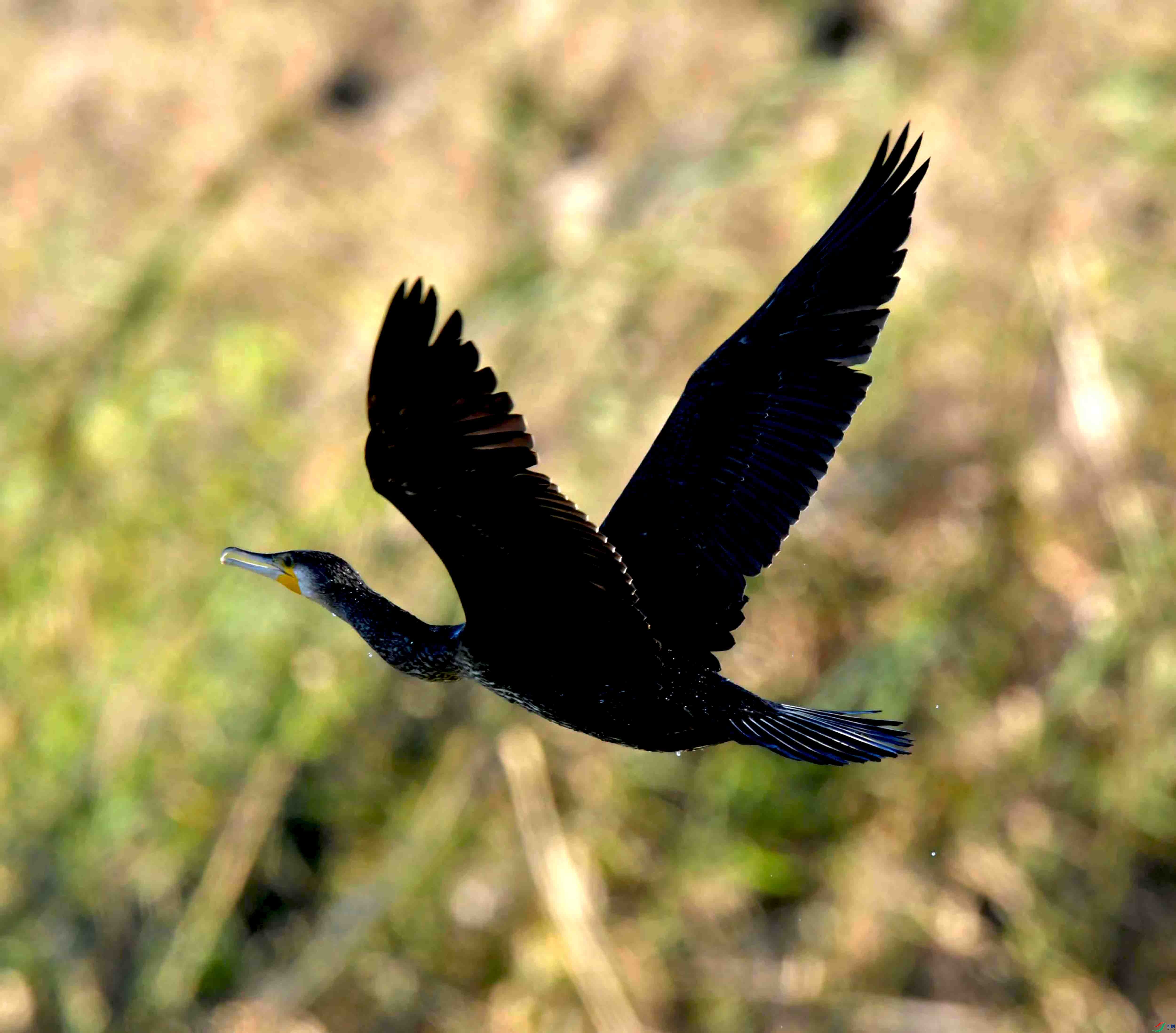 DSC_5023.JPG
