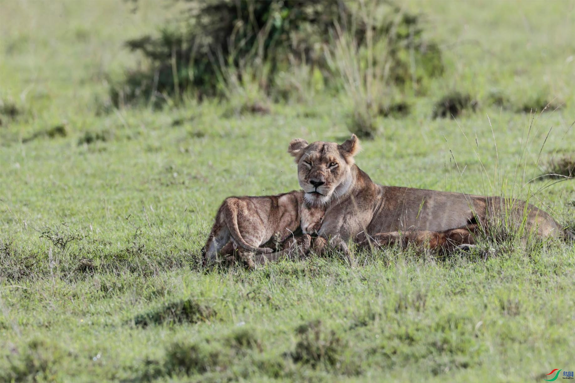 �������� ����.jpg