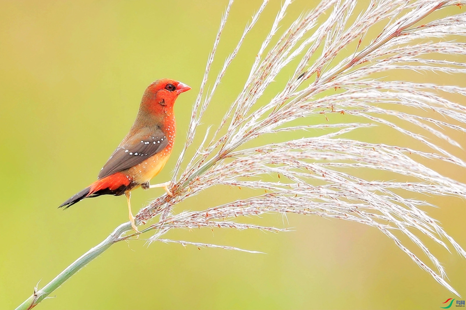 C38I9189_���� - ����.jpg