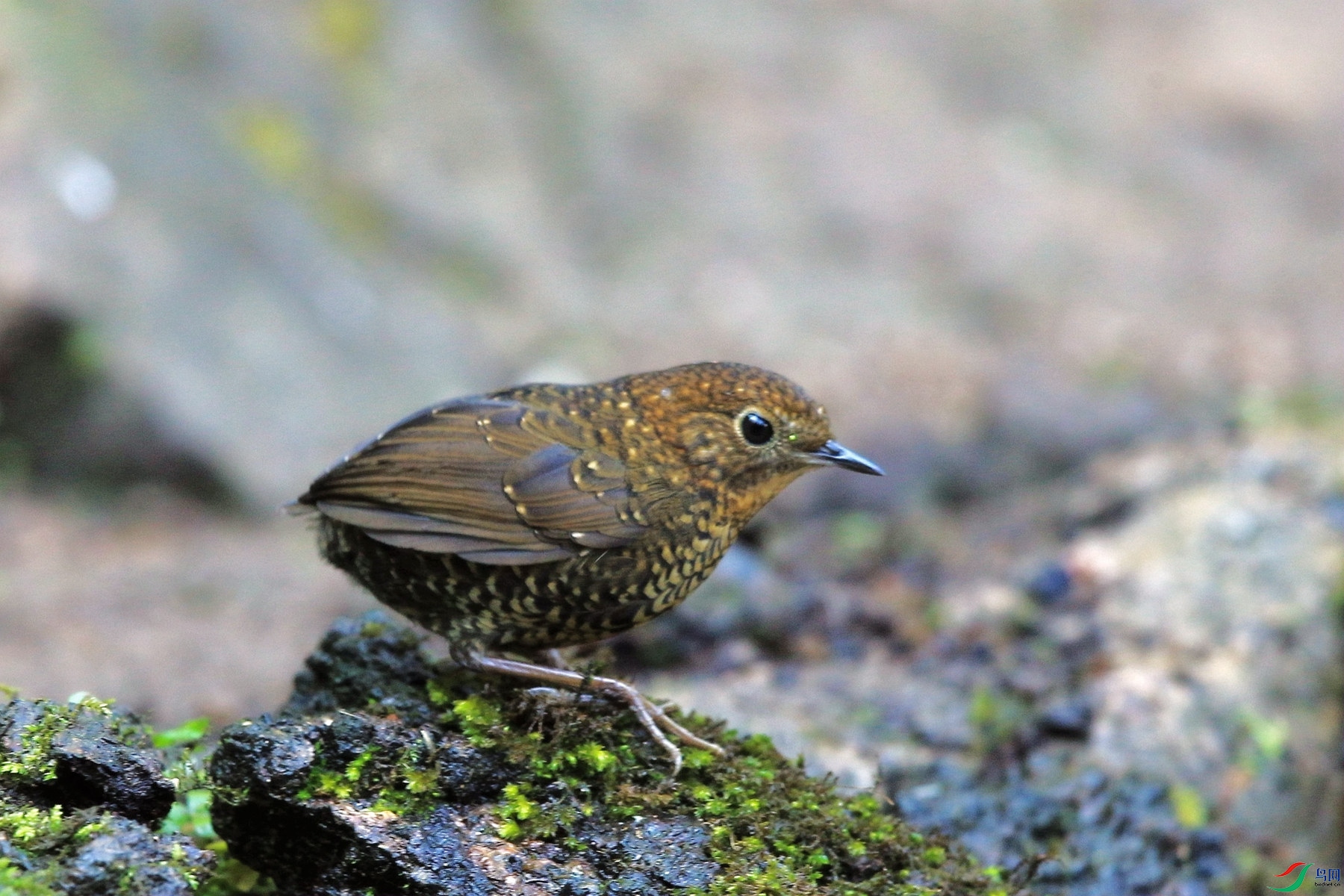 AH5Q0811_���� - ����.jpg