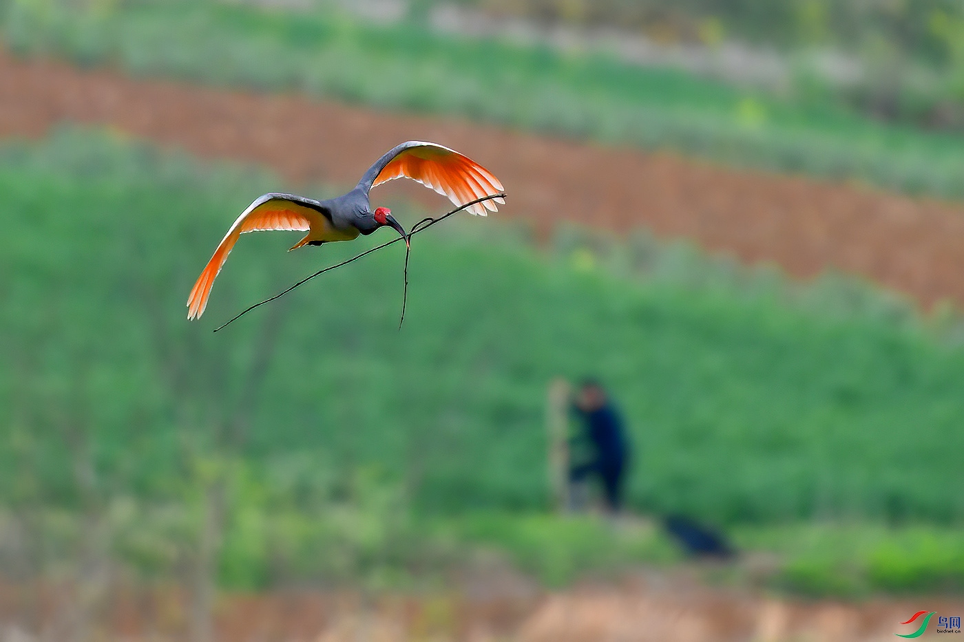 DSC_6993aax.jpg