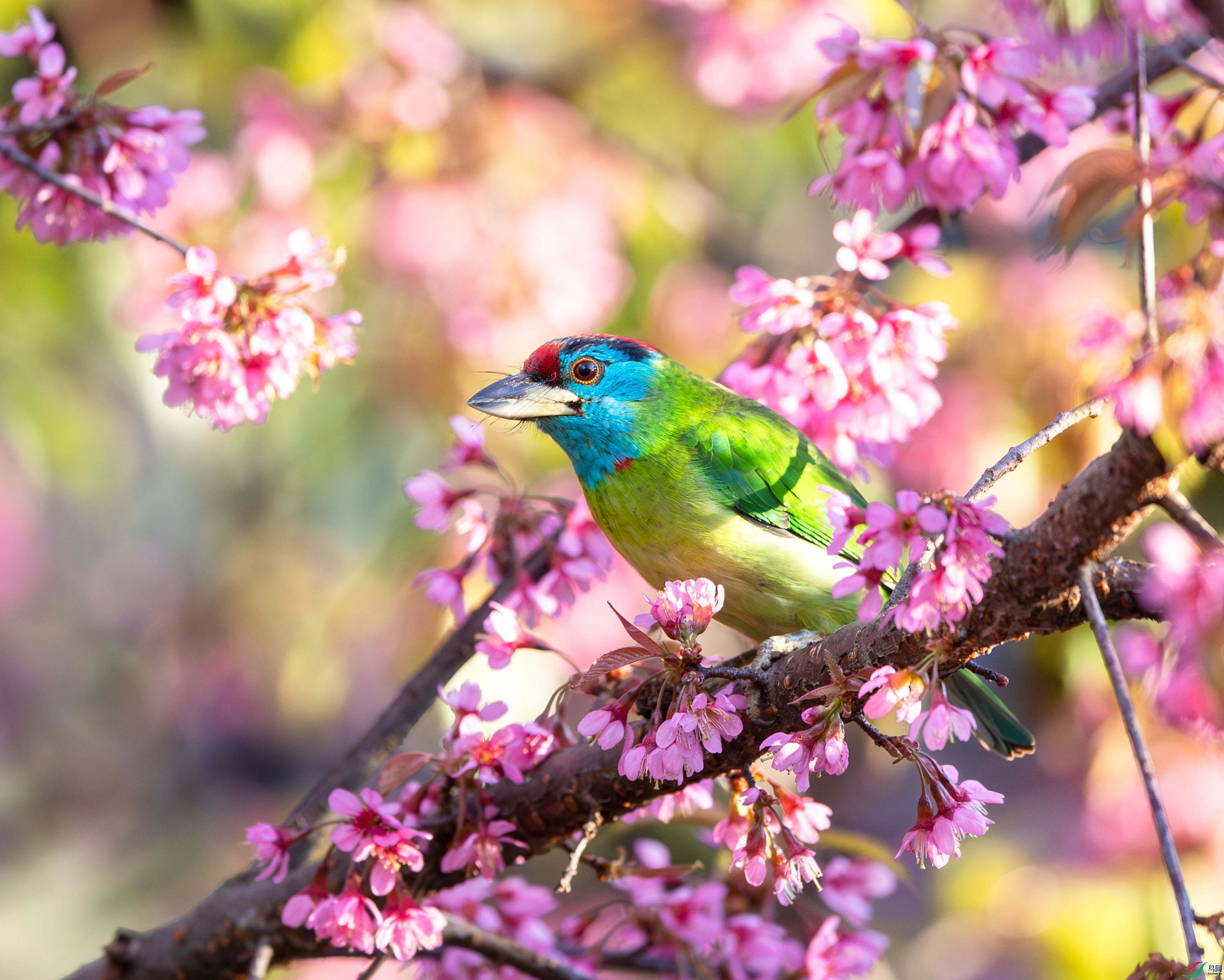 DSC_6525-����ǿ-NR-1_2.jpg