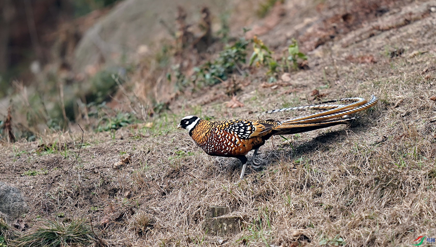 _DSC7626.jpg