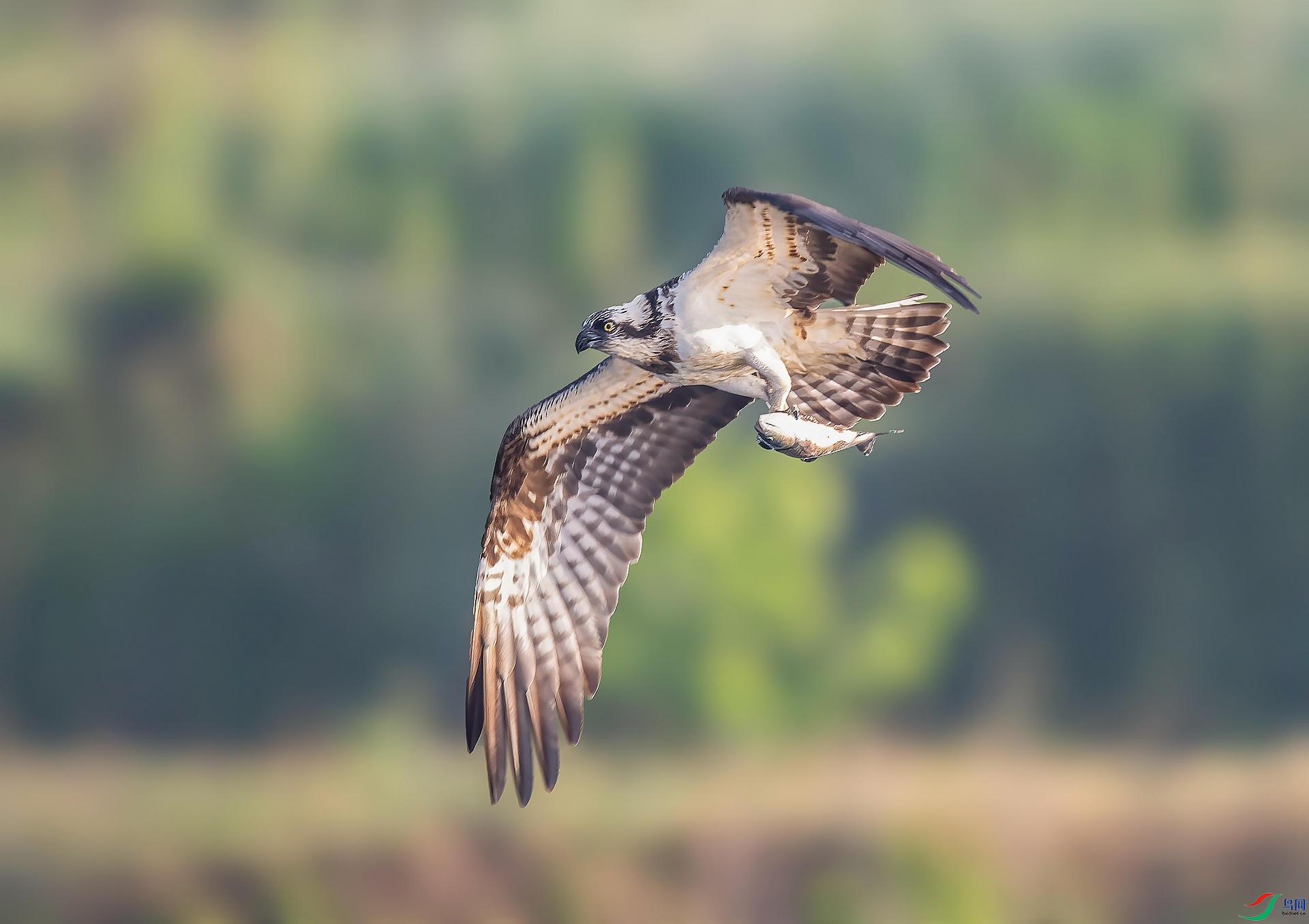 DSC_3717 ����_����.jpg