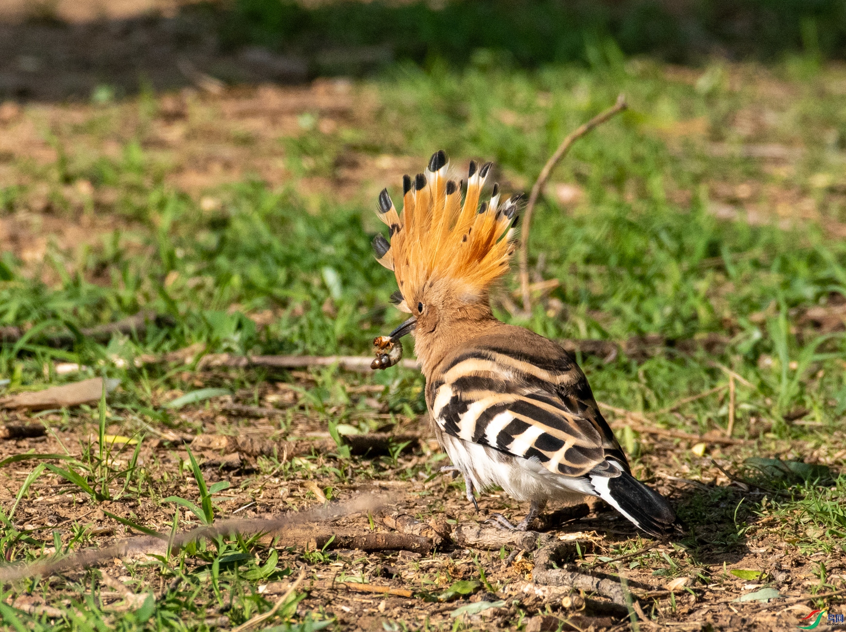DSC_7887.jpg