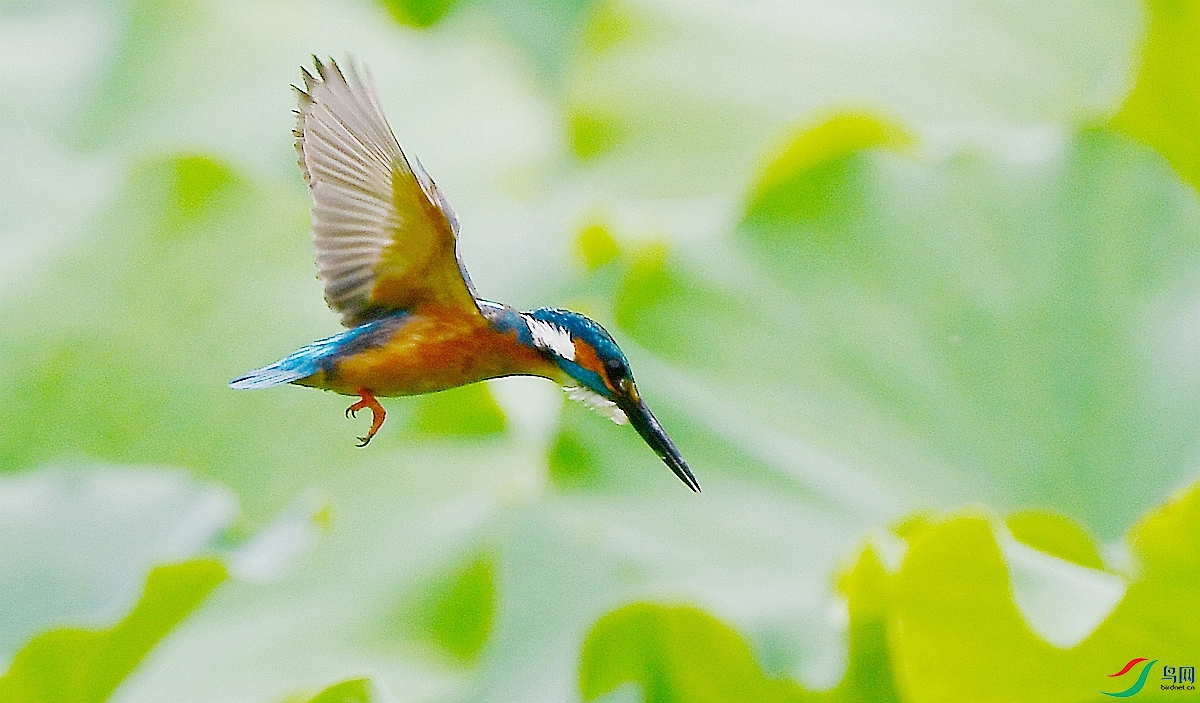 DSC_4131.JPG