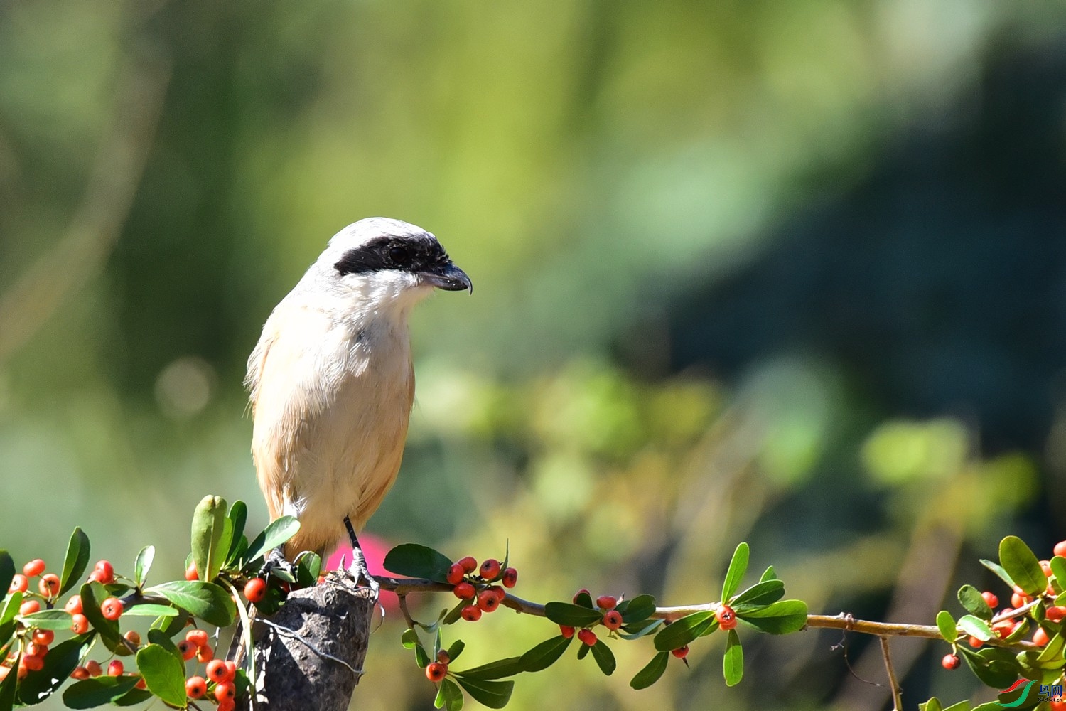 DSC_3221.JPG