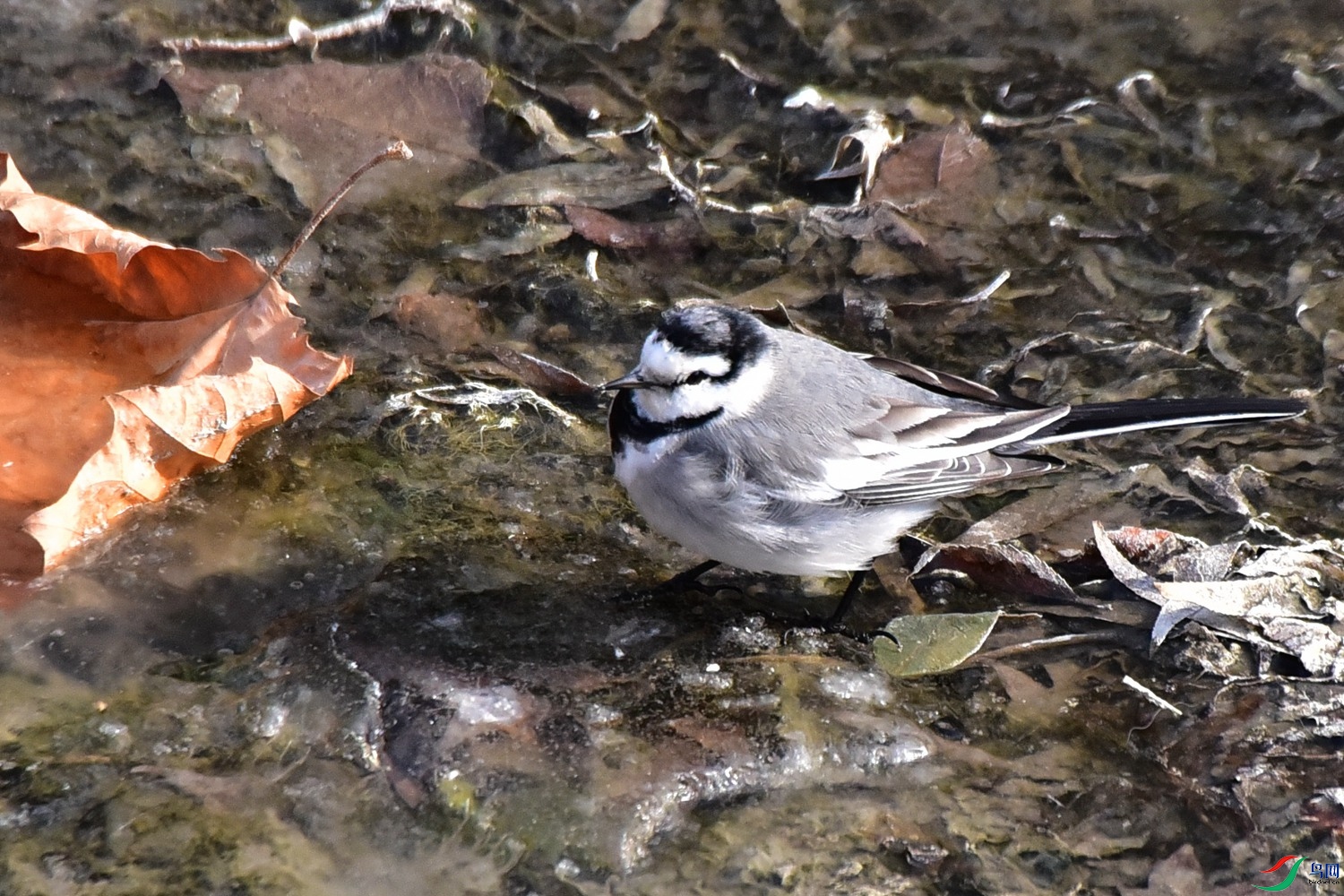 DSC_3600.JPG
