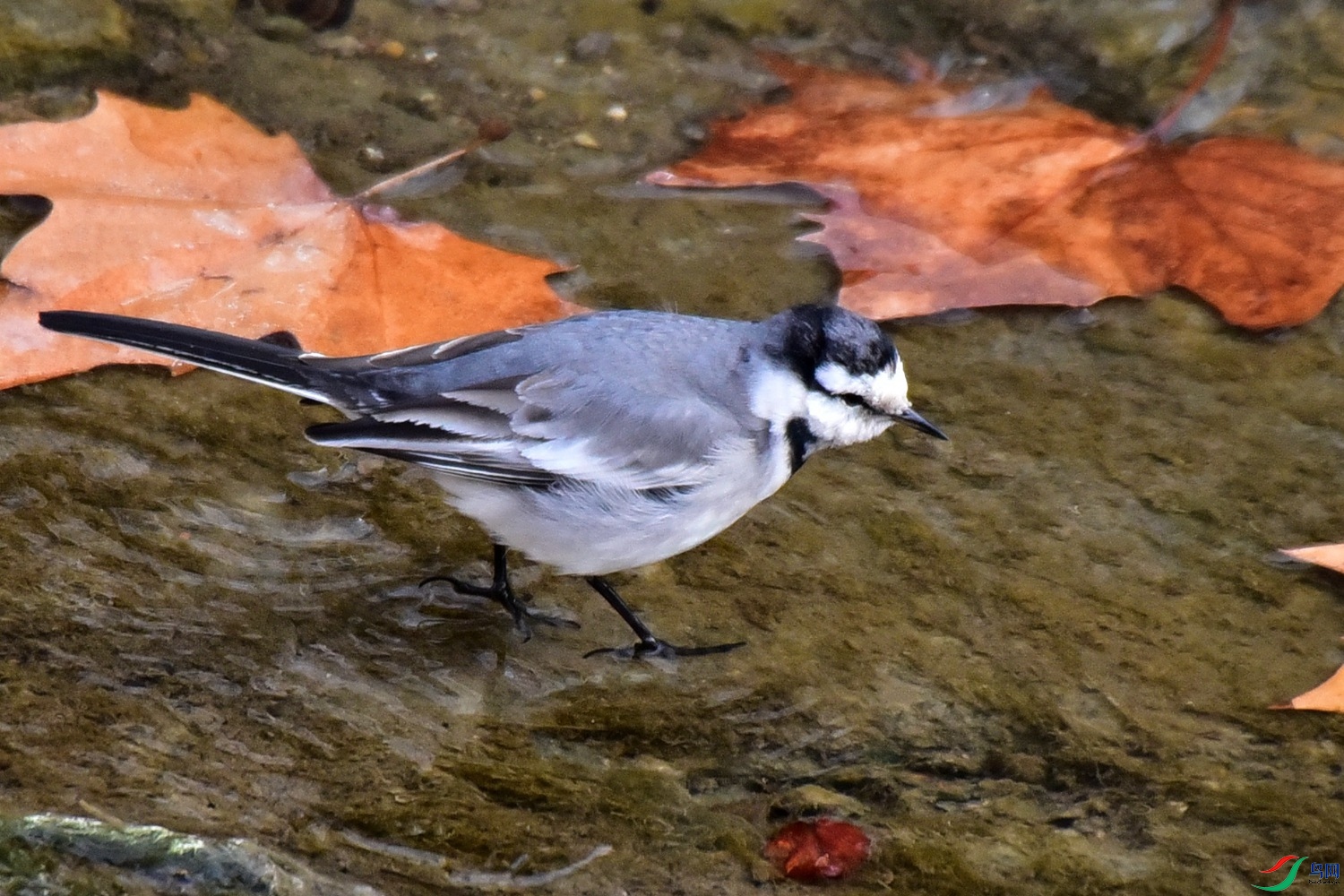 DSC_3588.JPG