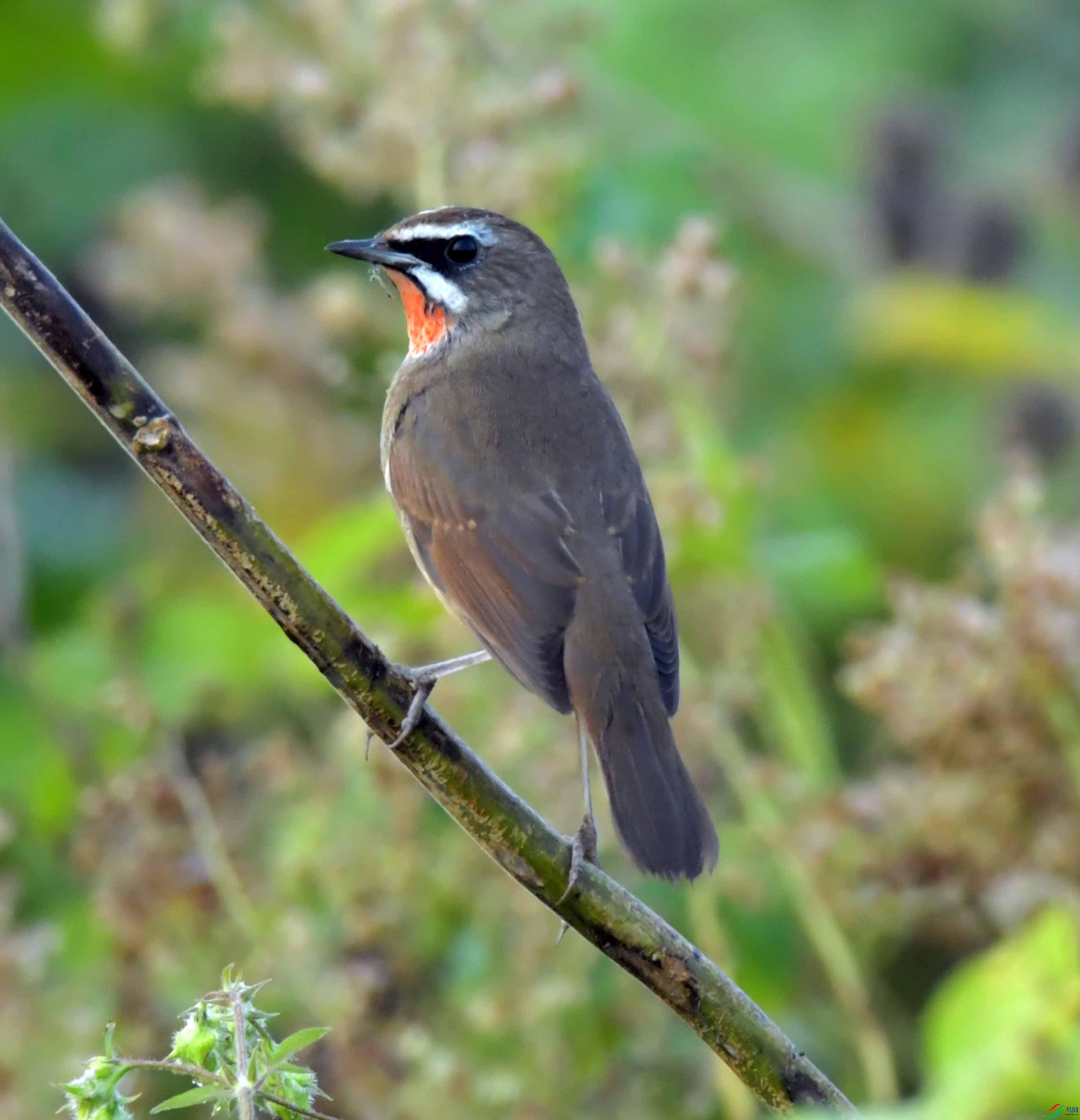 DSC_7652.JPG