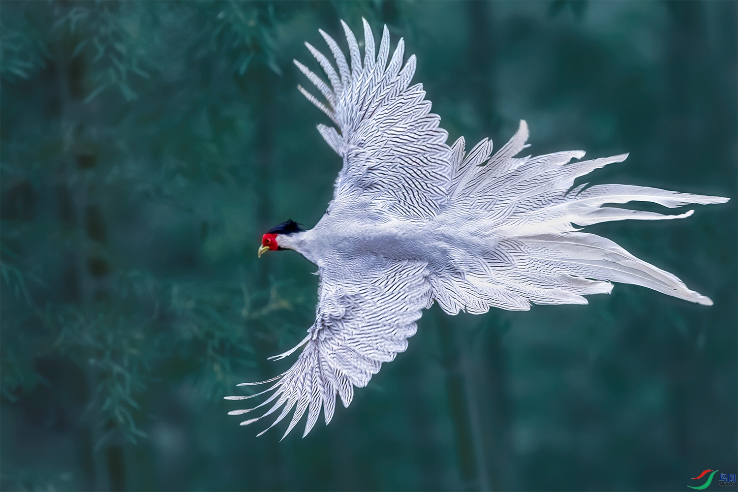 ����----�񺣷ɵ�