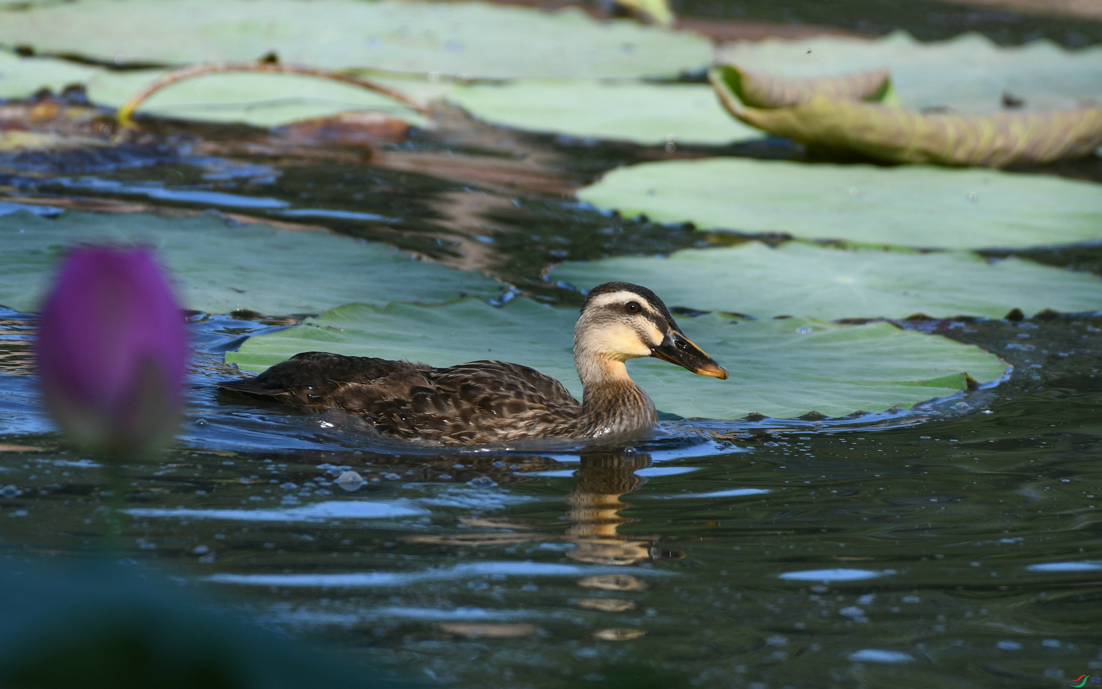 DSC_4431.JPG