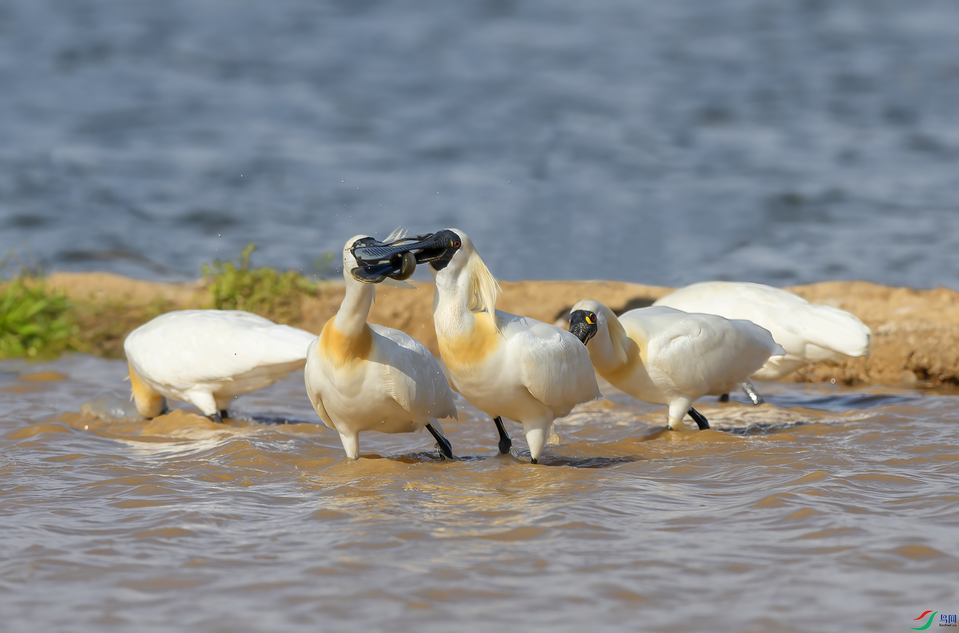 DSC_3319-NEF - ��.jpg