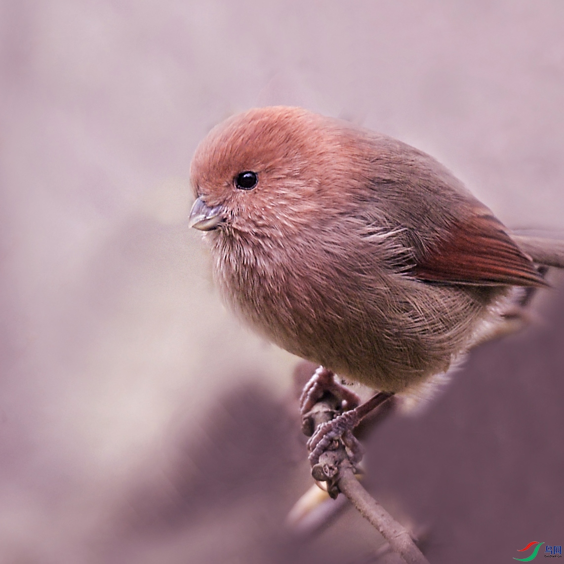 DSC_4363.jpg