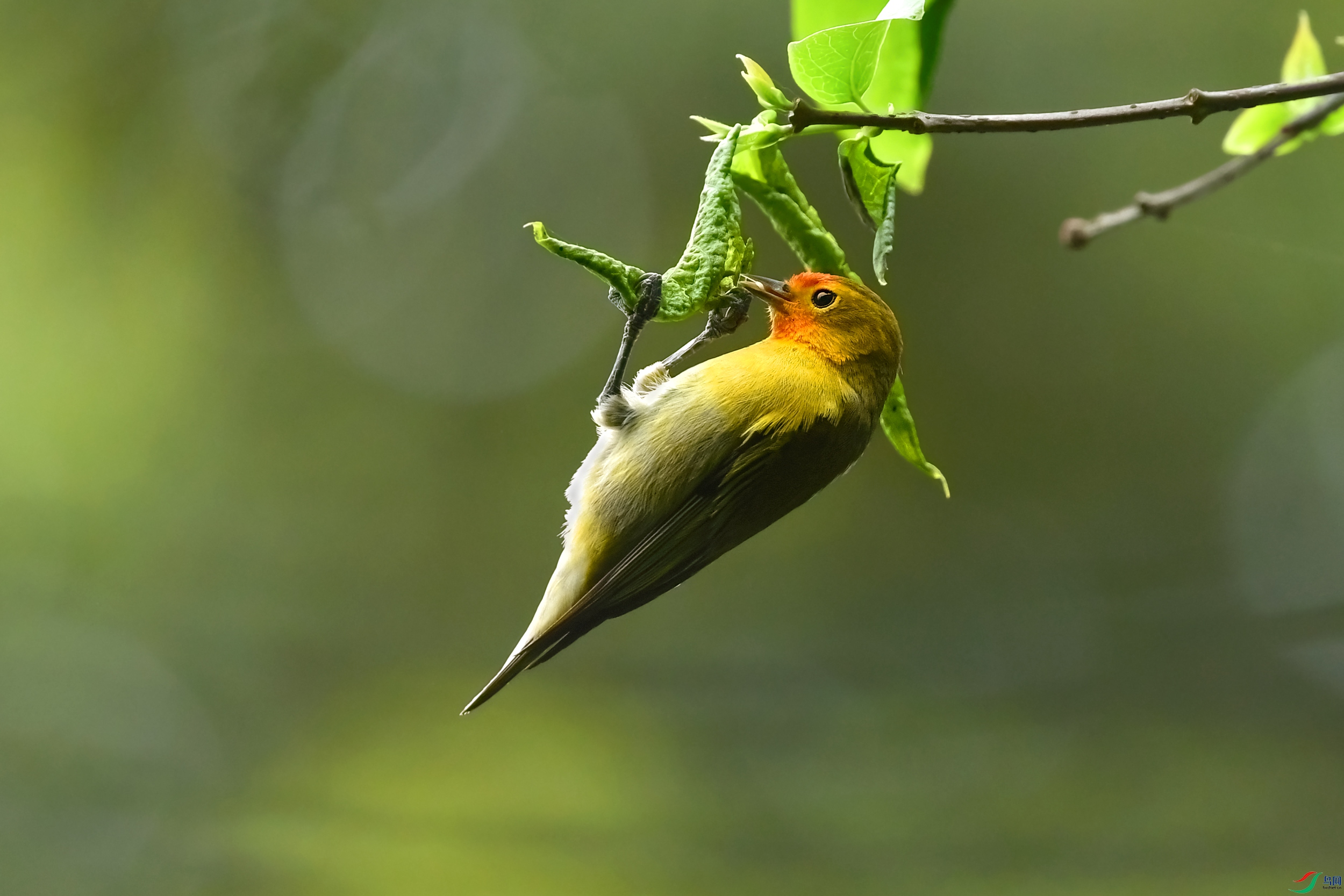 DSC_9085.JPG