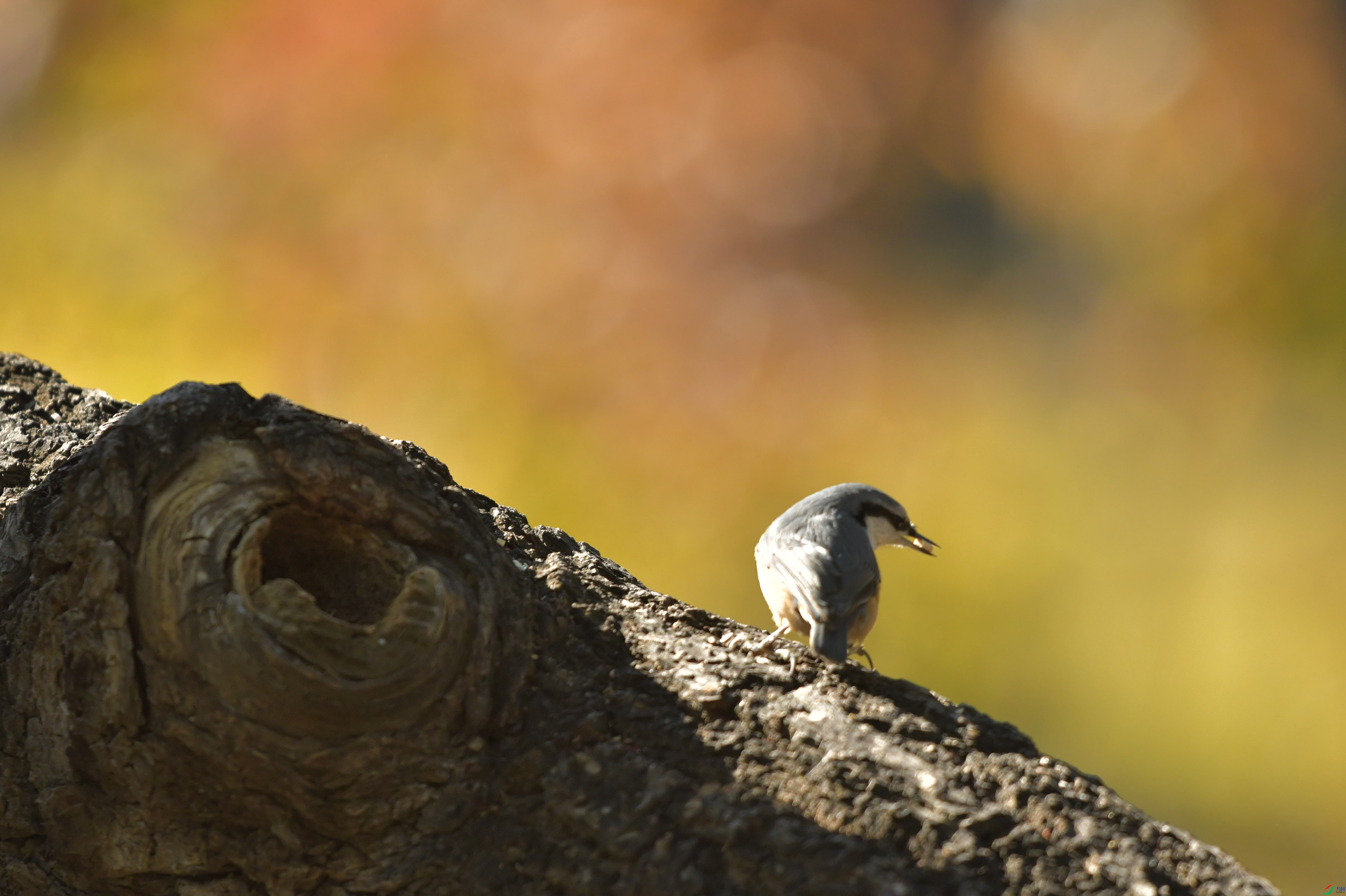 DSC_3384.JPG