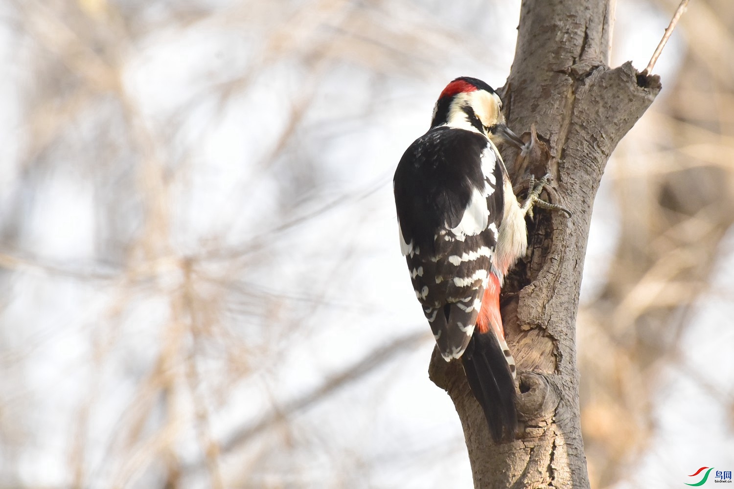 DSC_9019.JPG