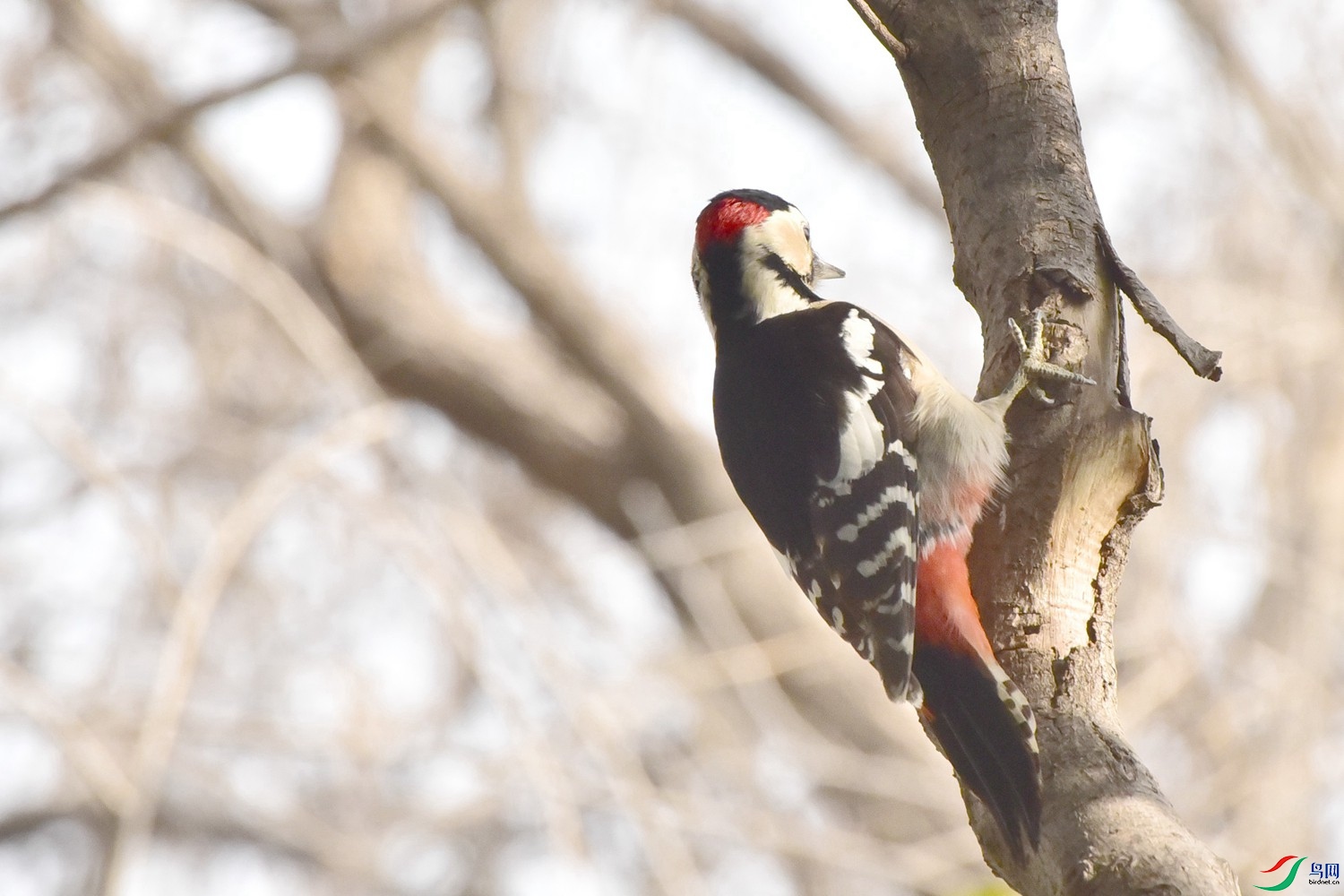 DSC_9033.JPG