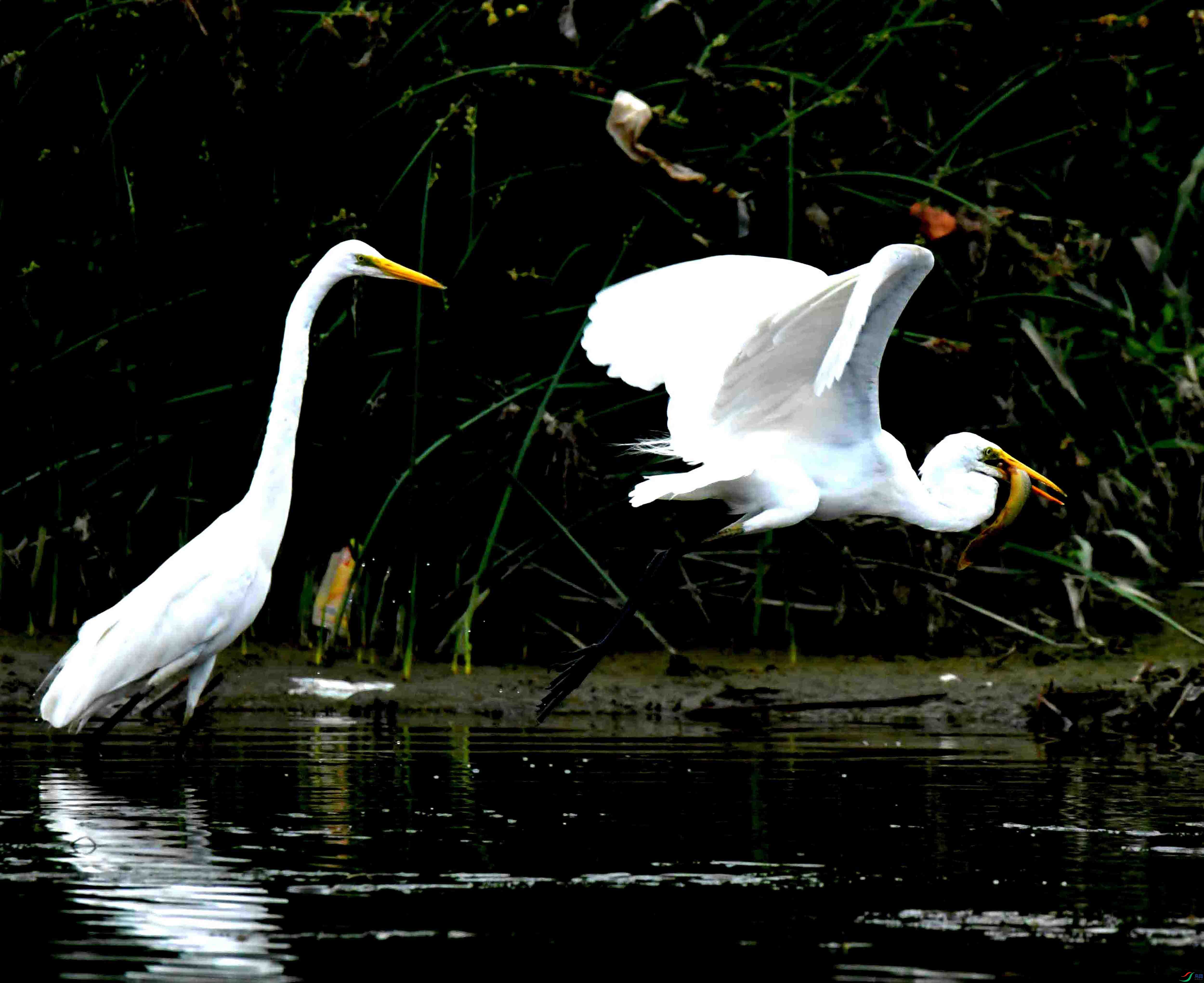 DSC_0918.JPG
