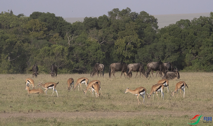 ����������������ԭ (2).jpg