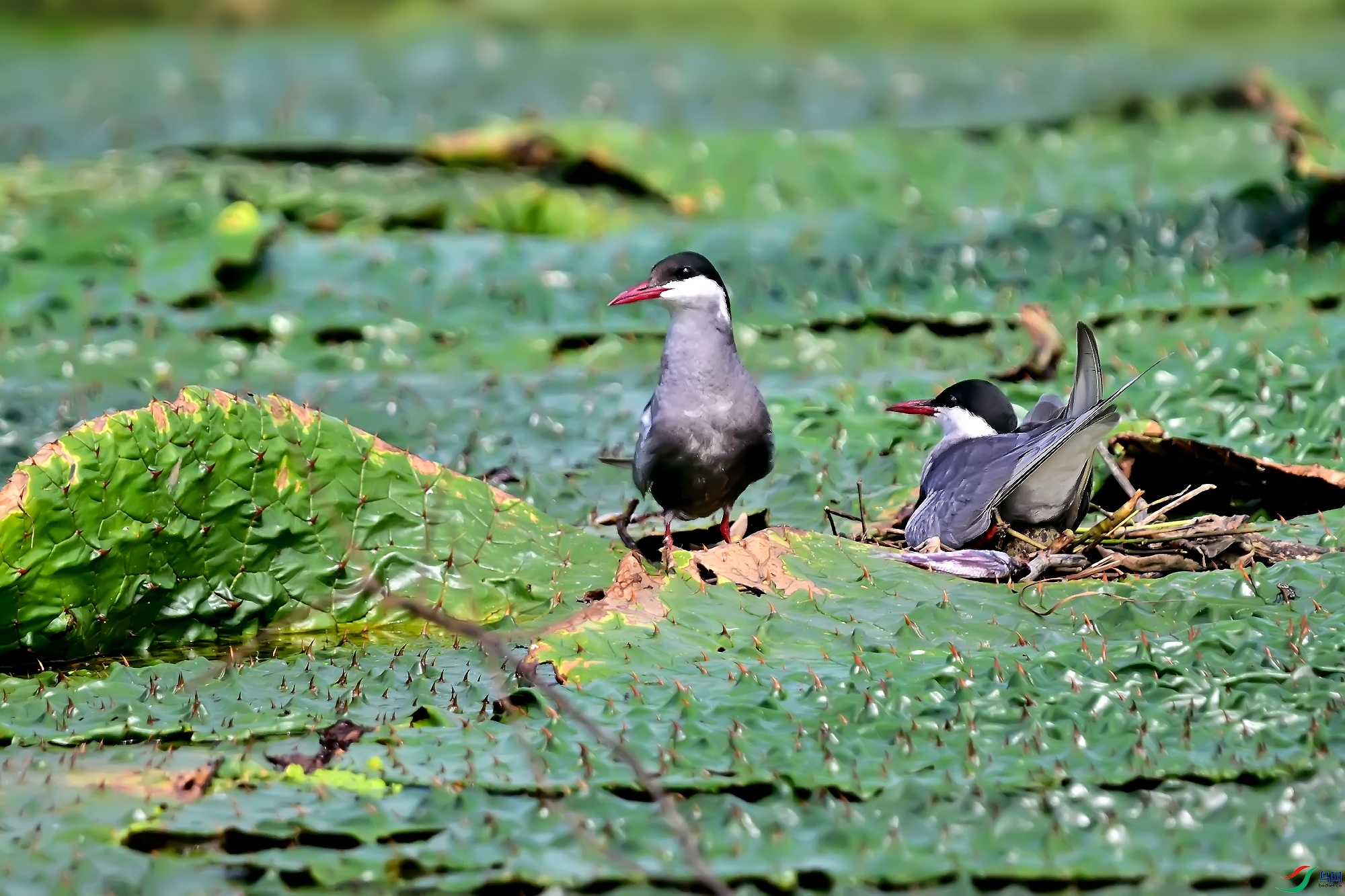 DSC_1079.jpg