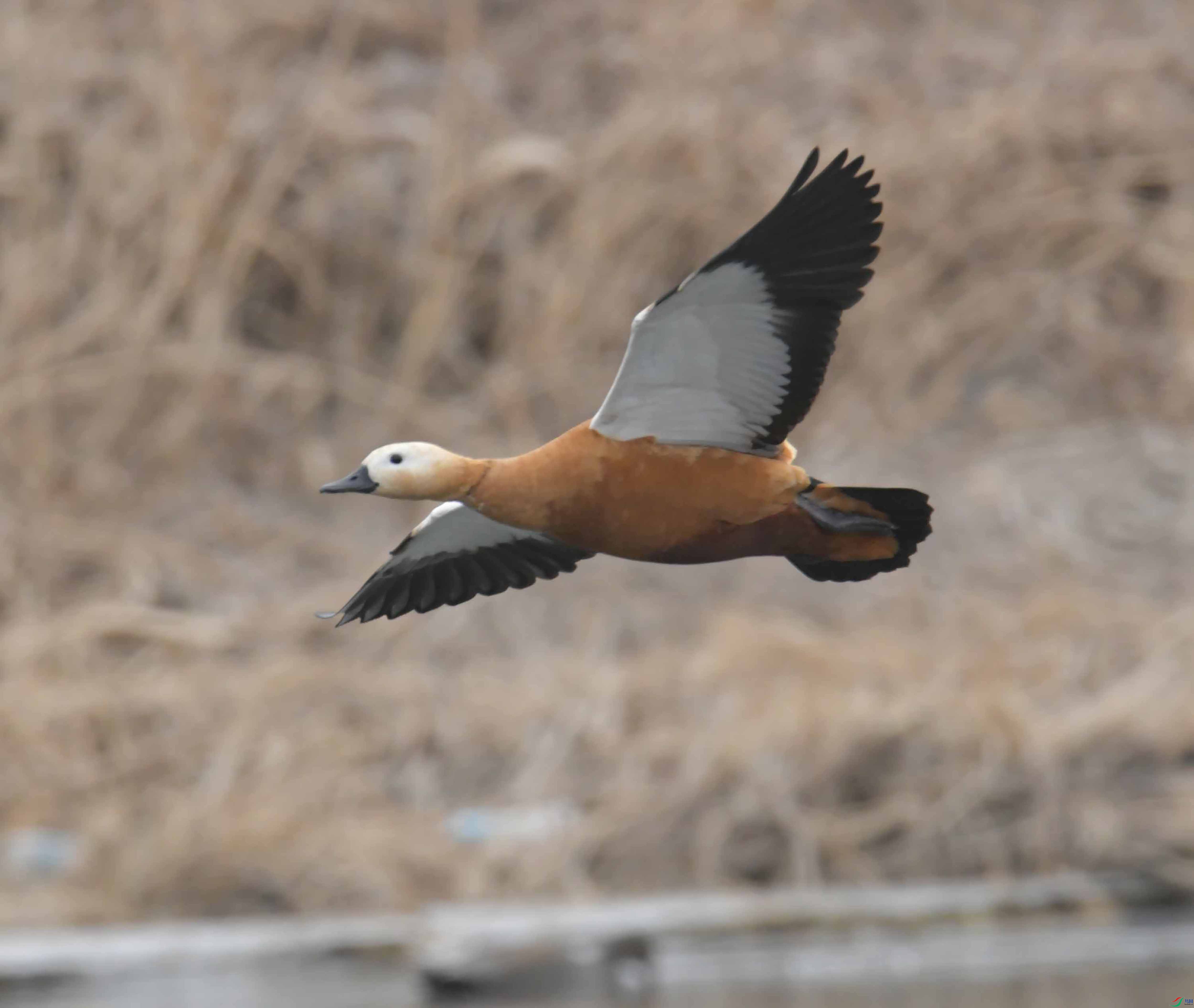 DSC_9295.JPG