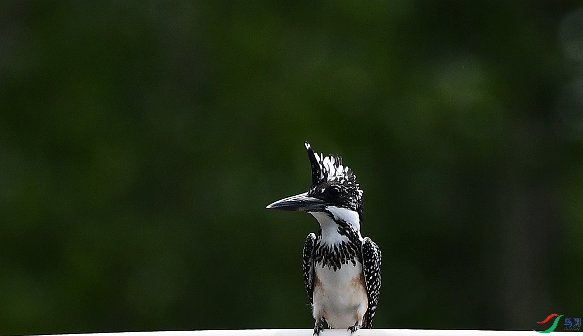 DSC_4749.JPG