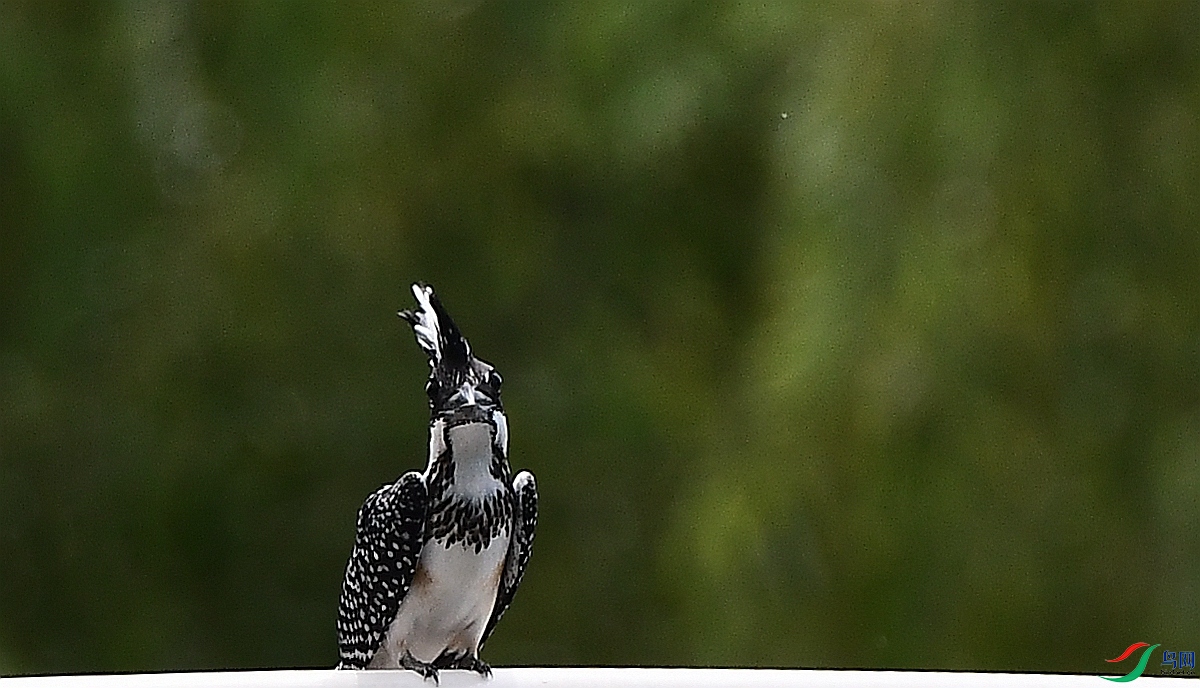 DSC_4743.JPG