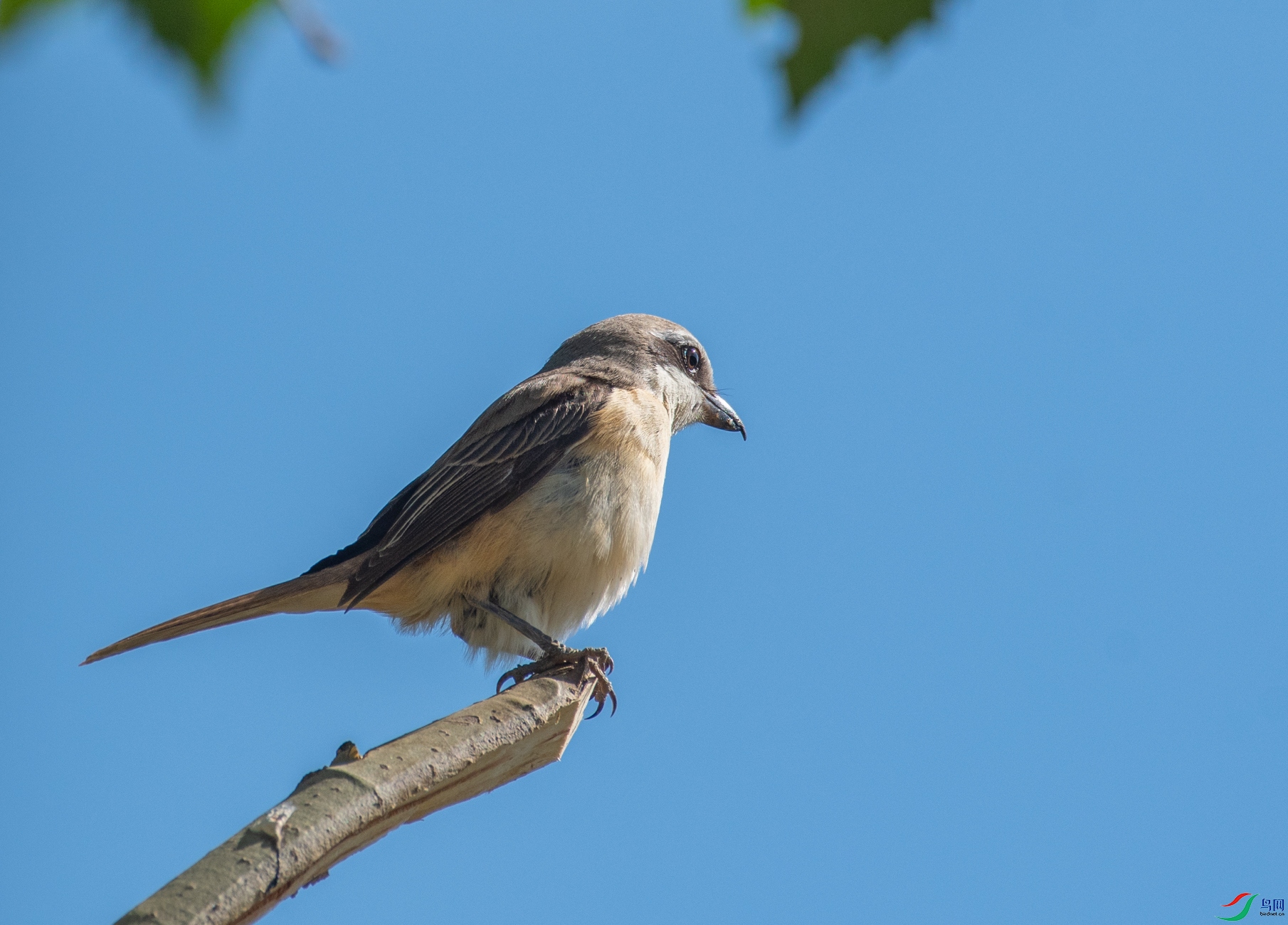 DSC_1171.jpg
