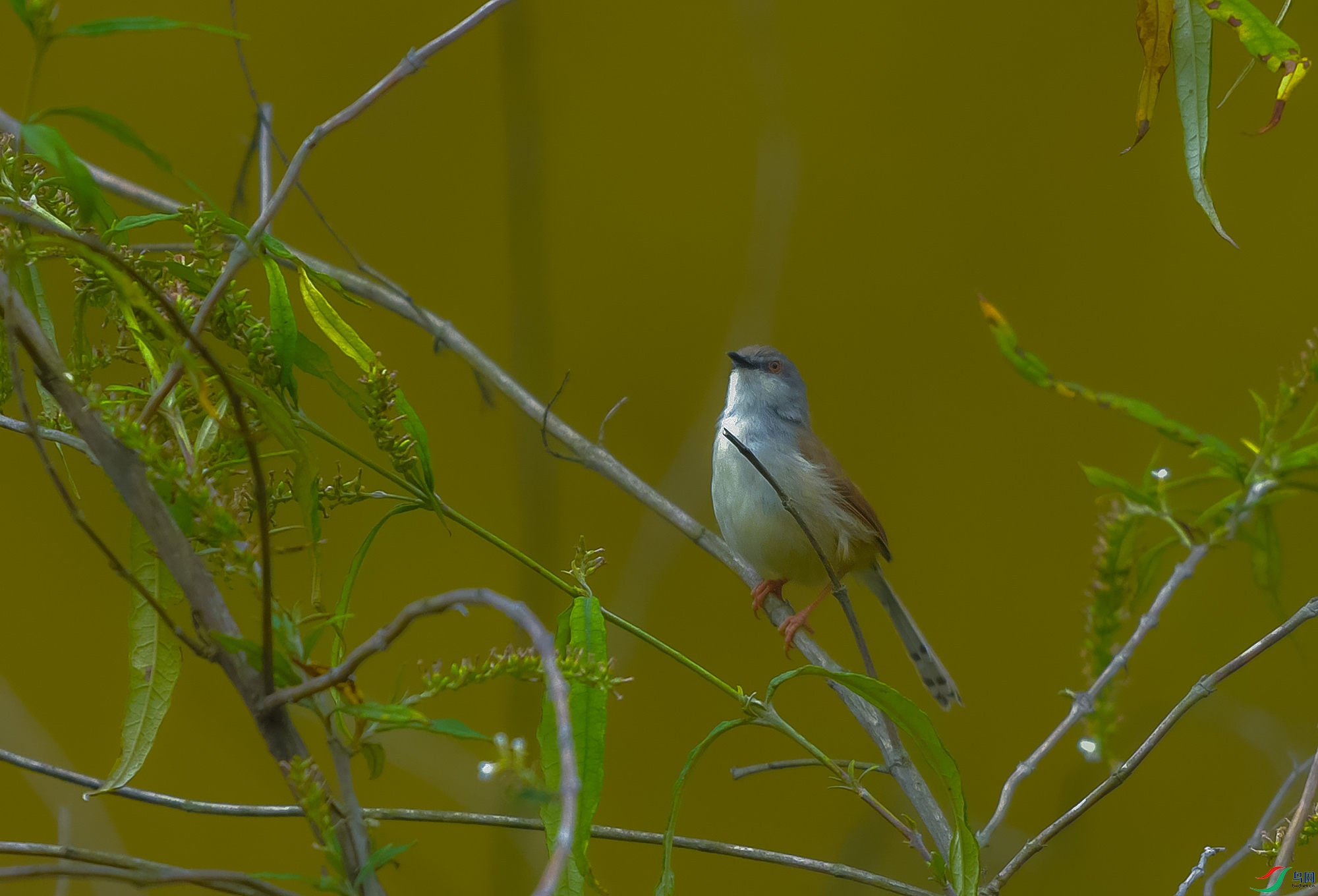 DSC_0130.JPG