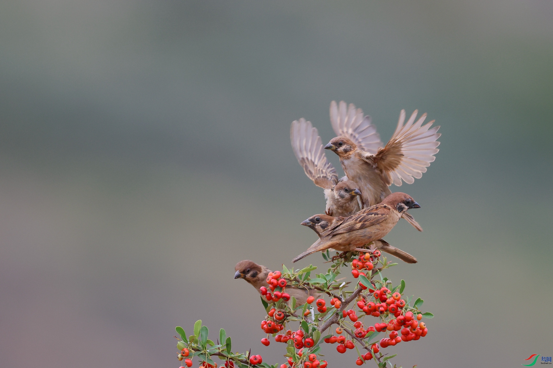 1M6A4891 ����_����.jpg