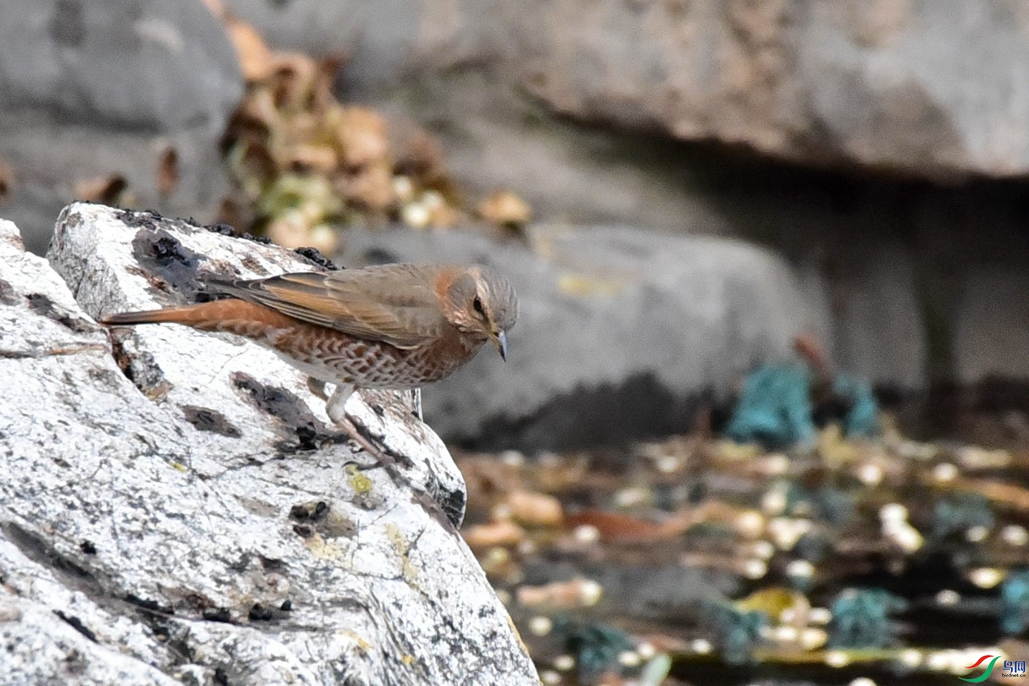 DSC_9200.JPG