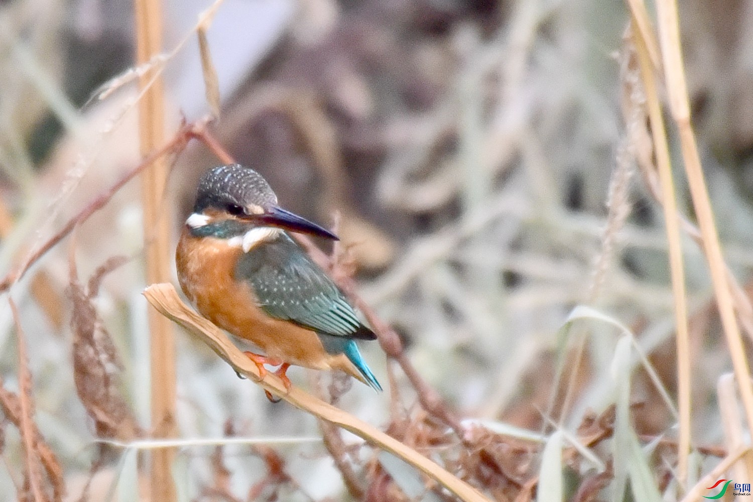 DSC_0037.JPG