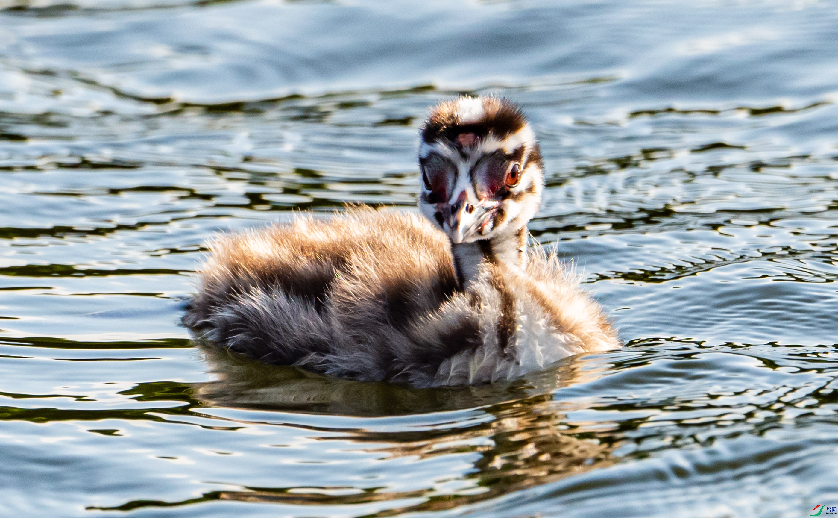 ������ֻ������䴙䴘����