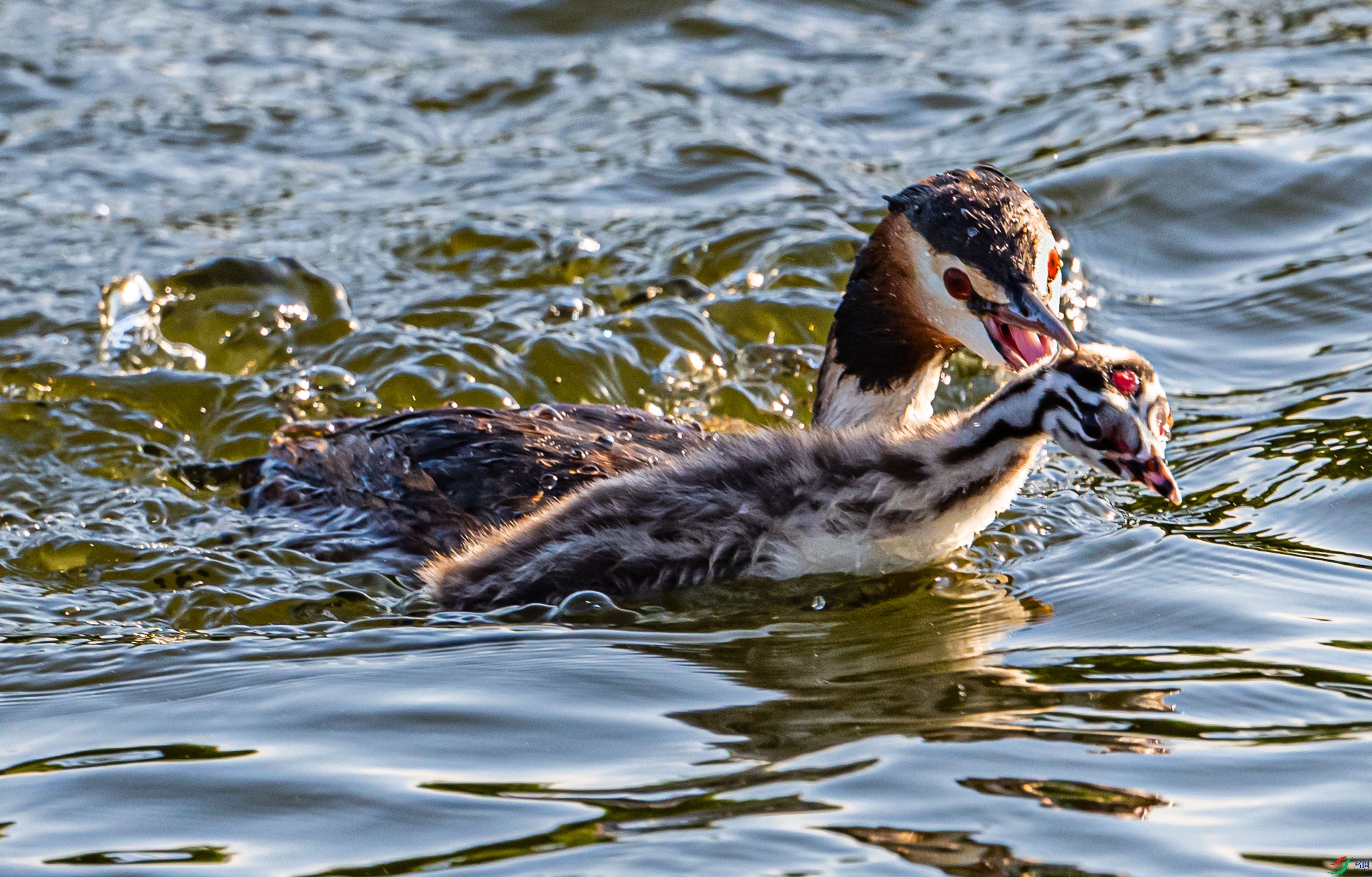 ˺ҧҪ����λ