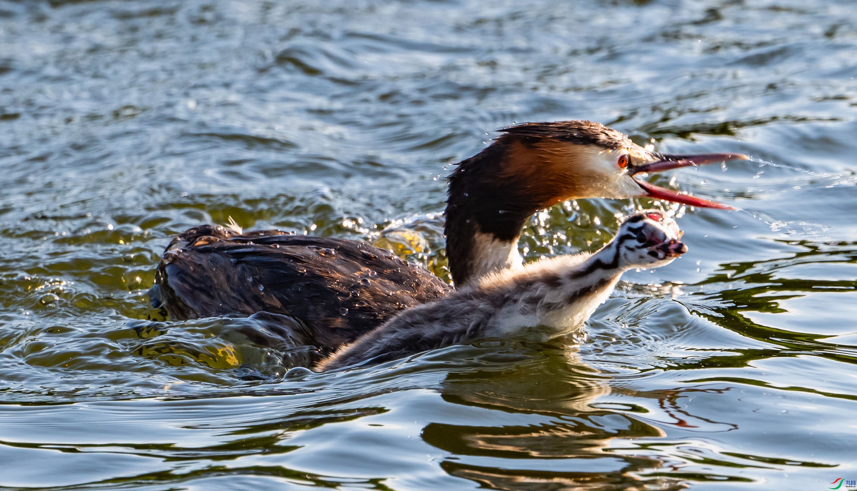 ����ƴ������