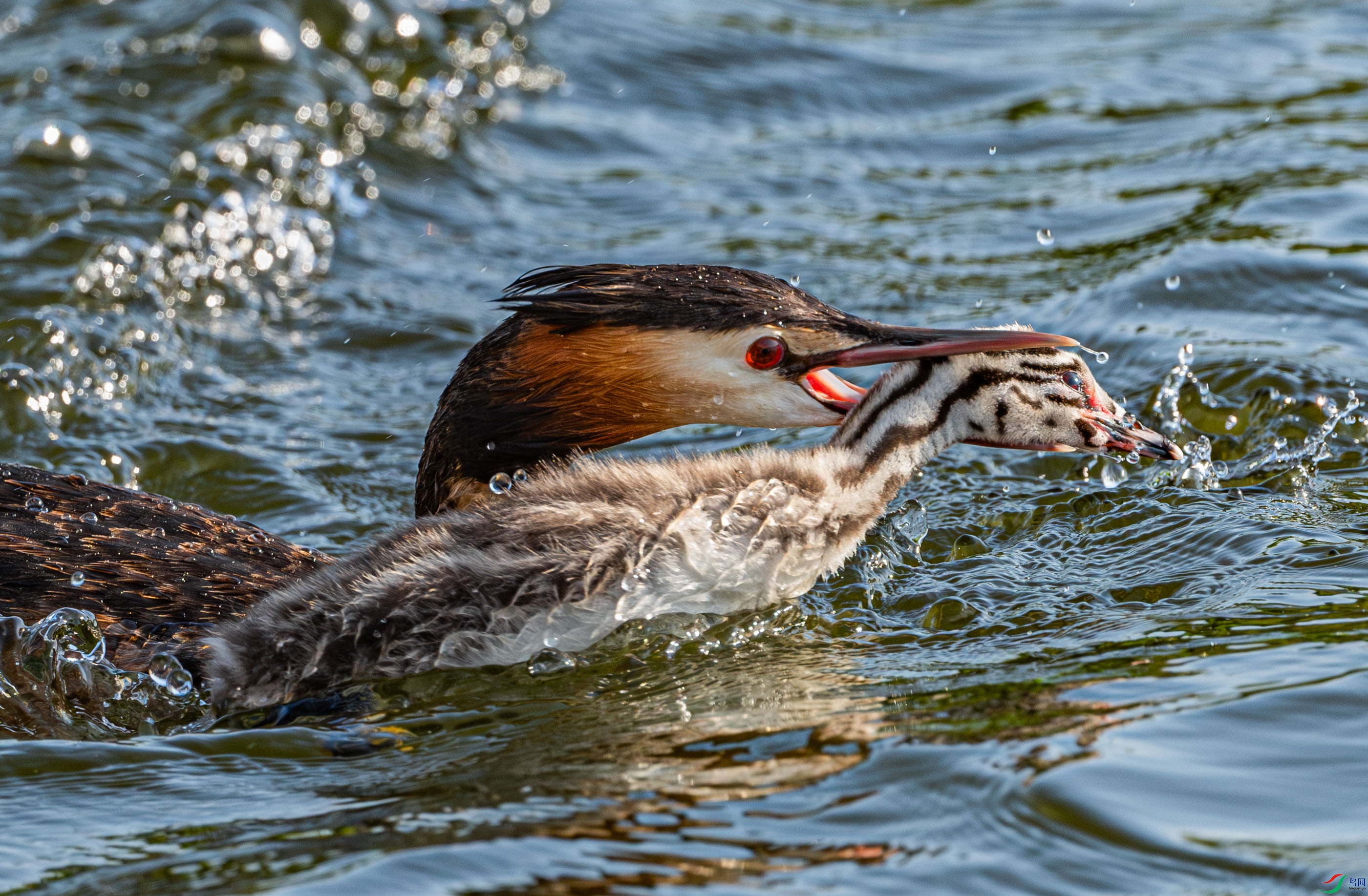 ����˺ҧ�����