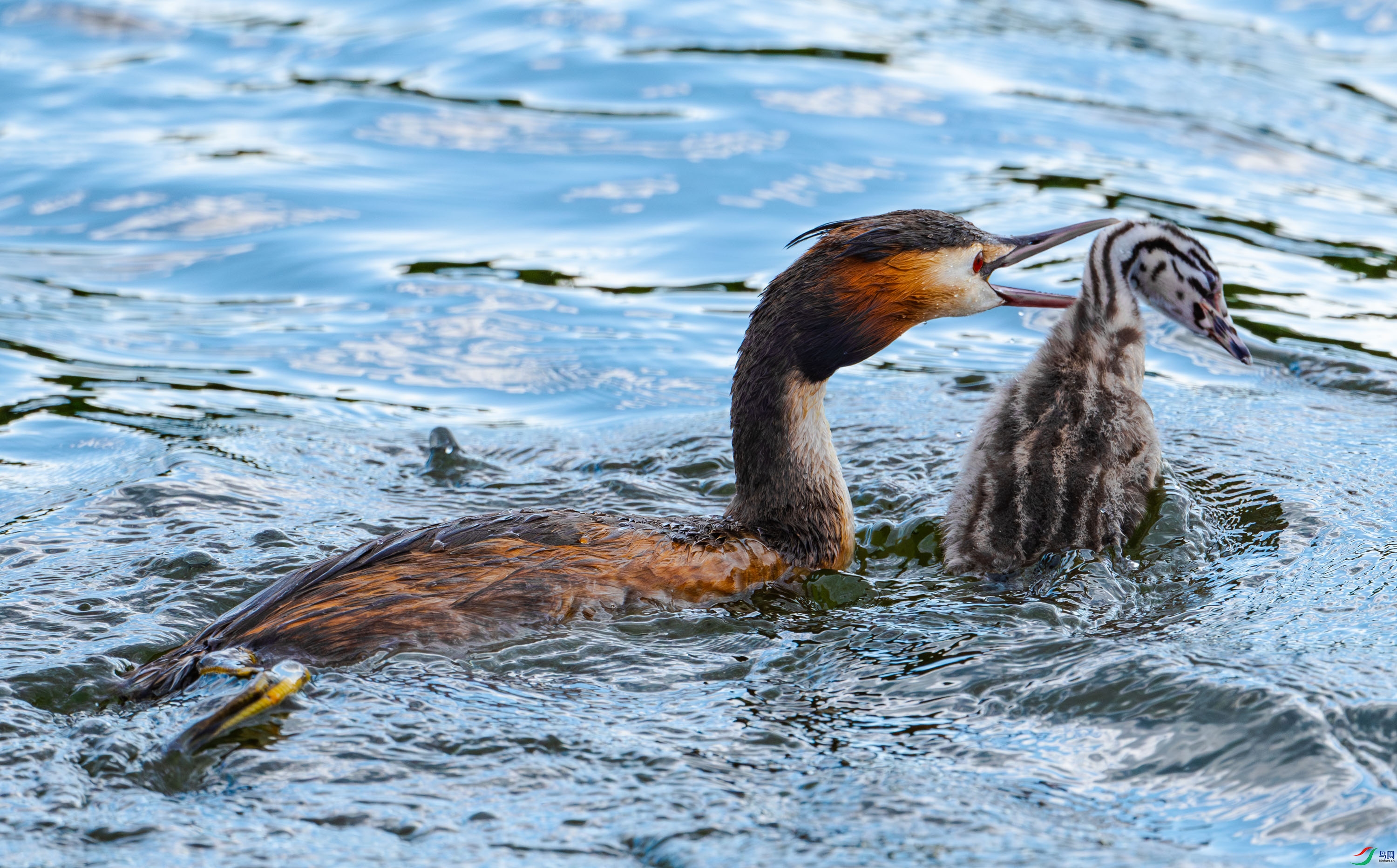 �ÿ���������