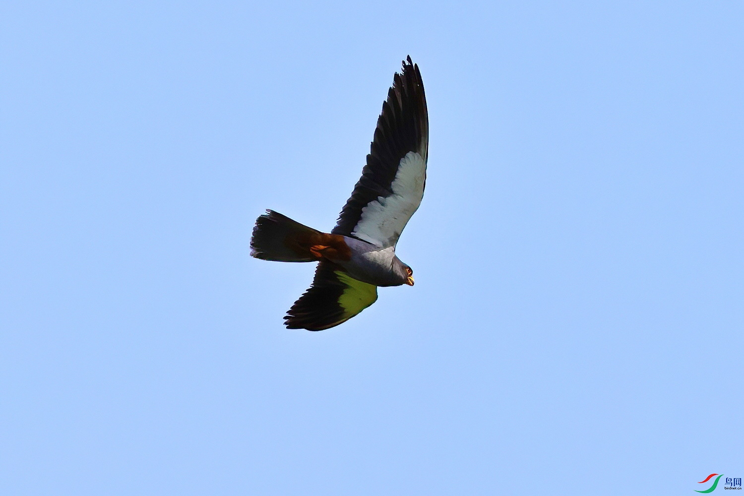 IMG_8132-1.JPG